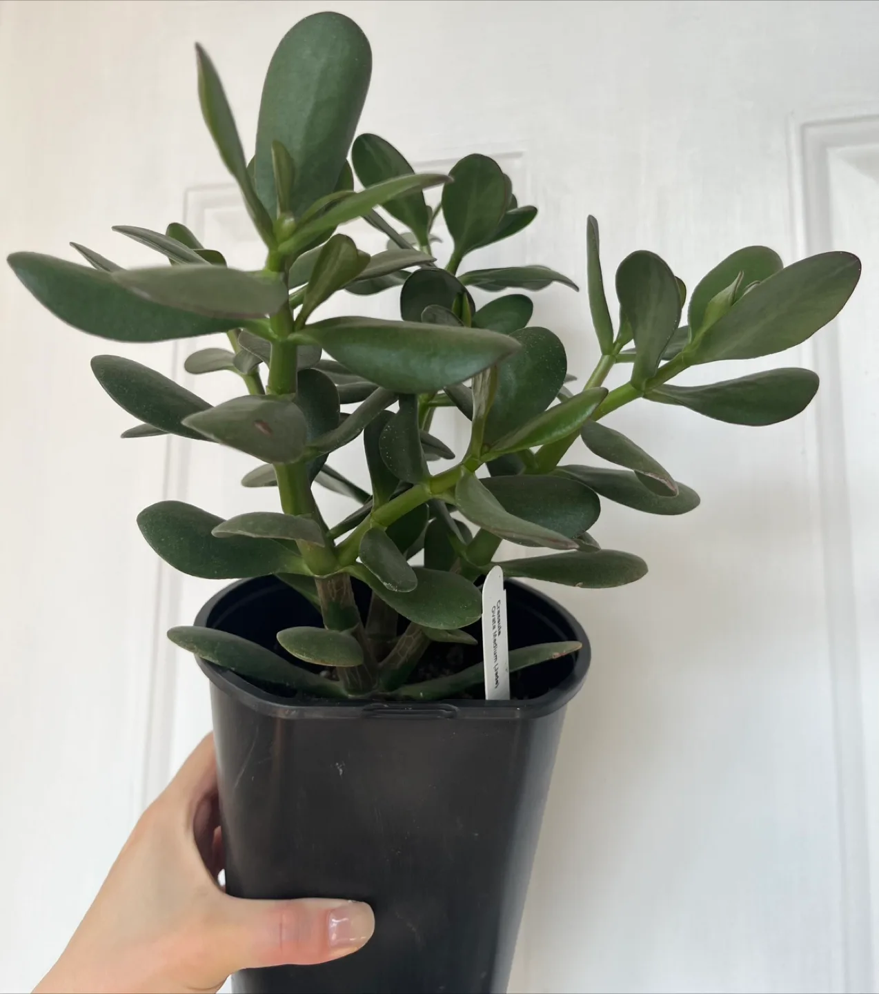 Jade Plant in 6” pot thumbnail
