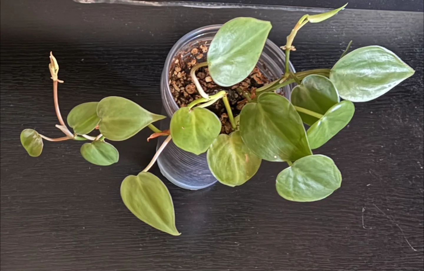 Potted Heartleaf Philodendron Plant image indicator(2)