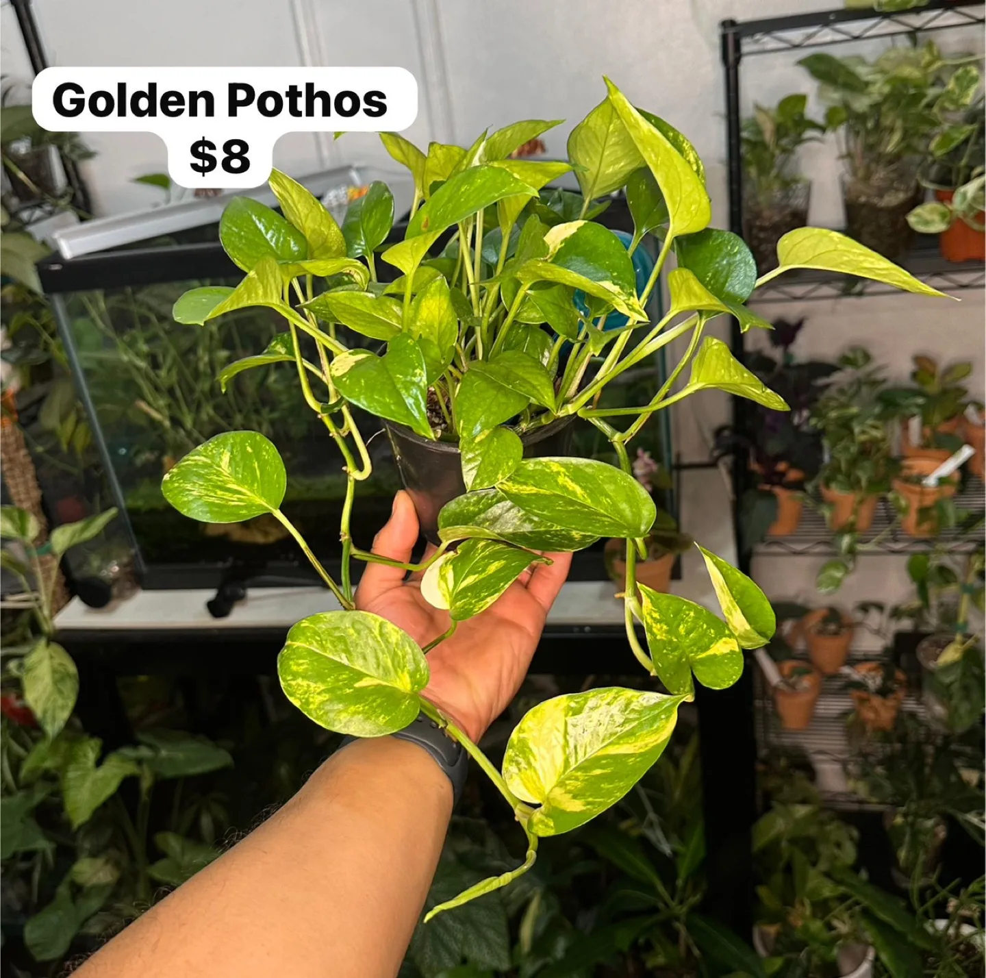 House plants  (1) thumbnail
