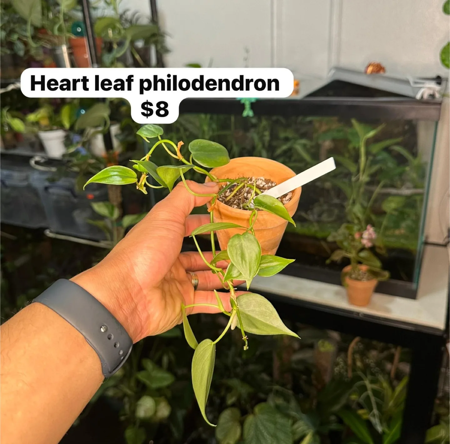 House plants (2) thumbnail