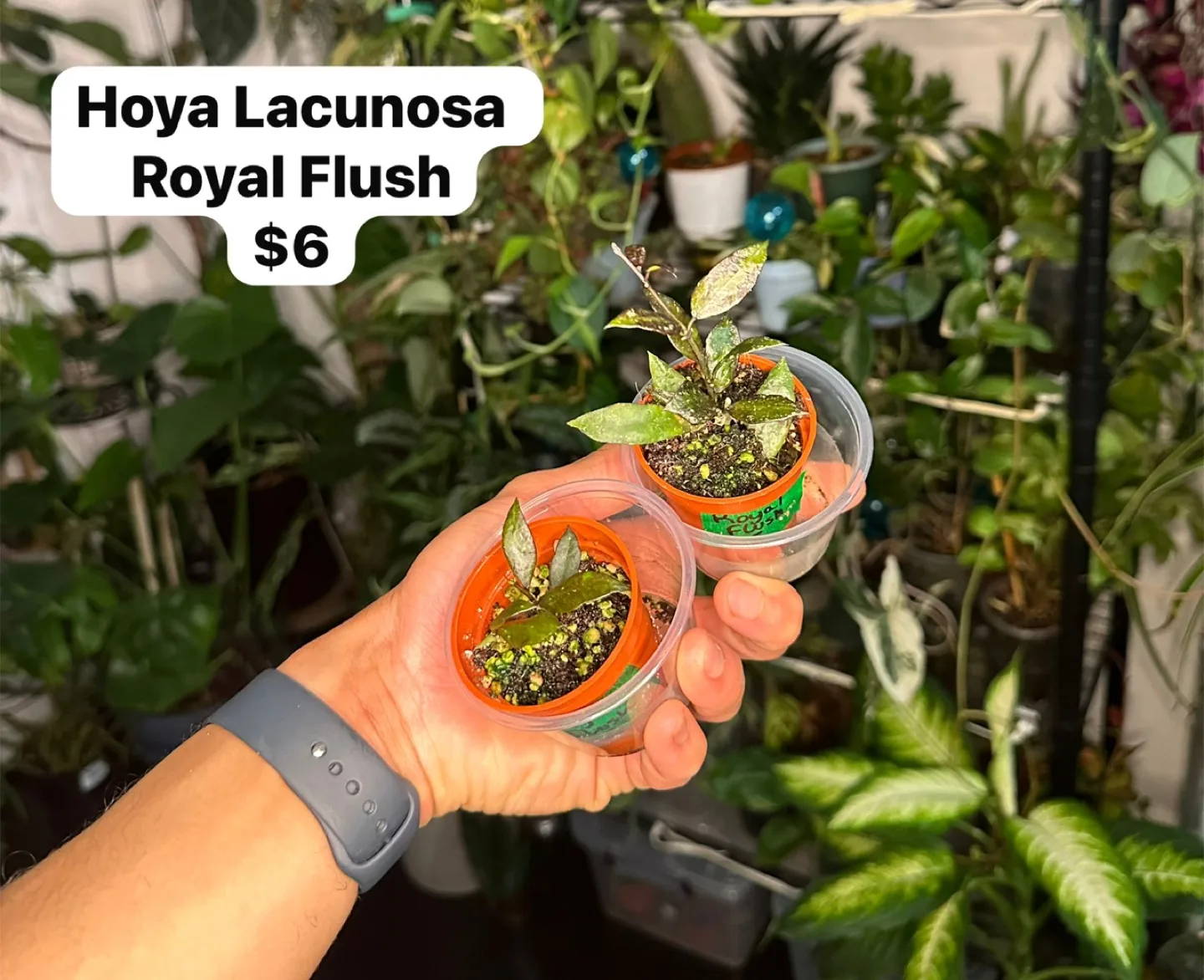 House Plants (4) thumbnail