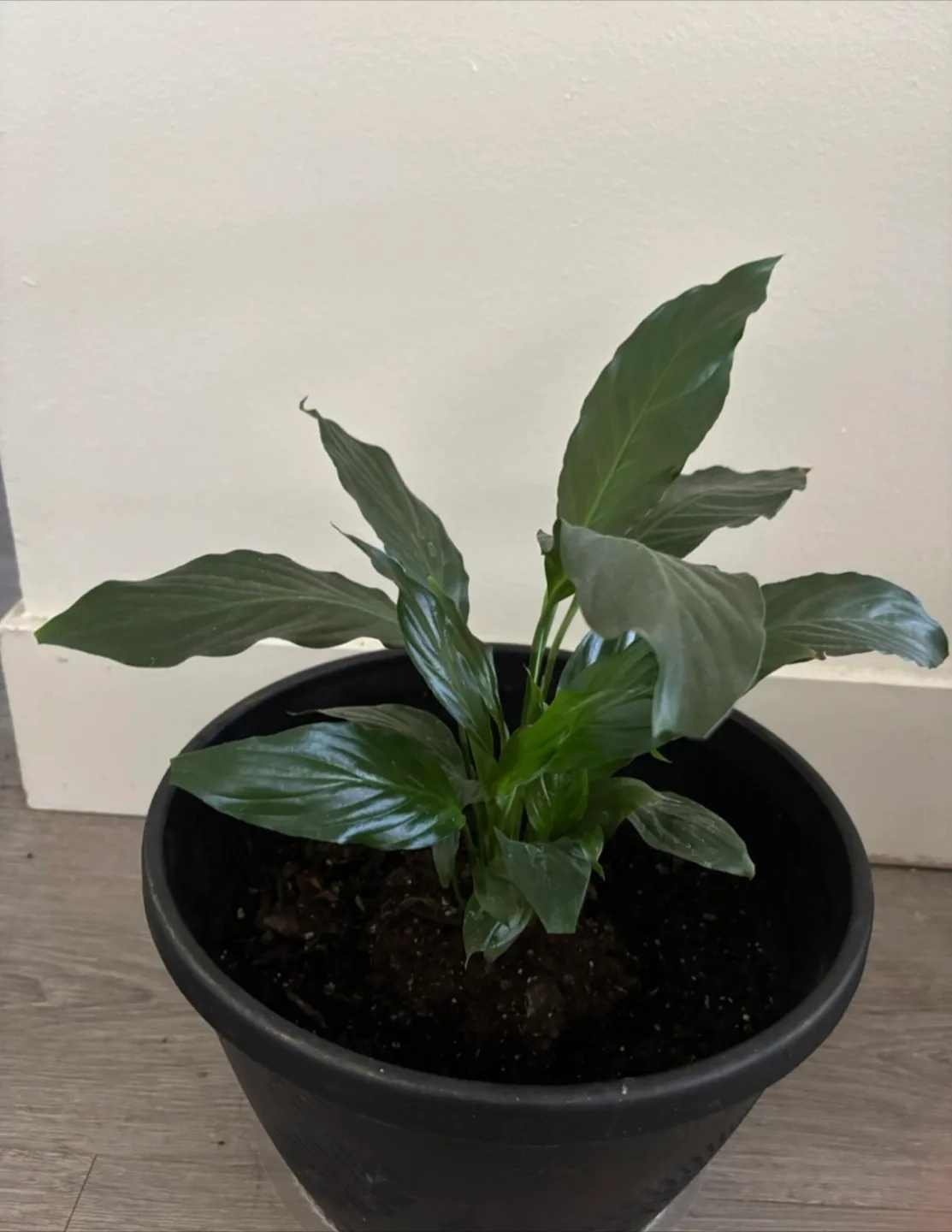 Peace Lily Plant thumbnail
