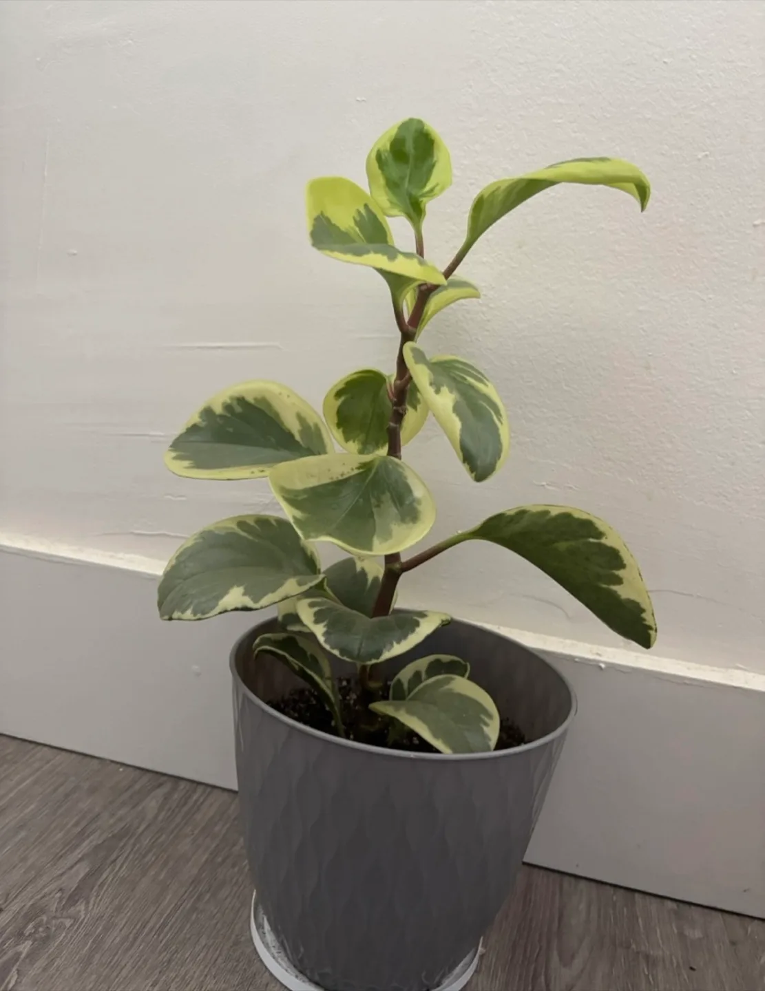 Peperomia Plant in Grey Pot thumbnail