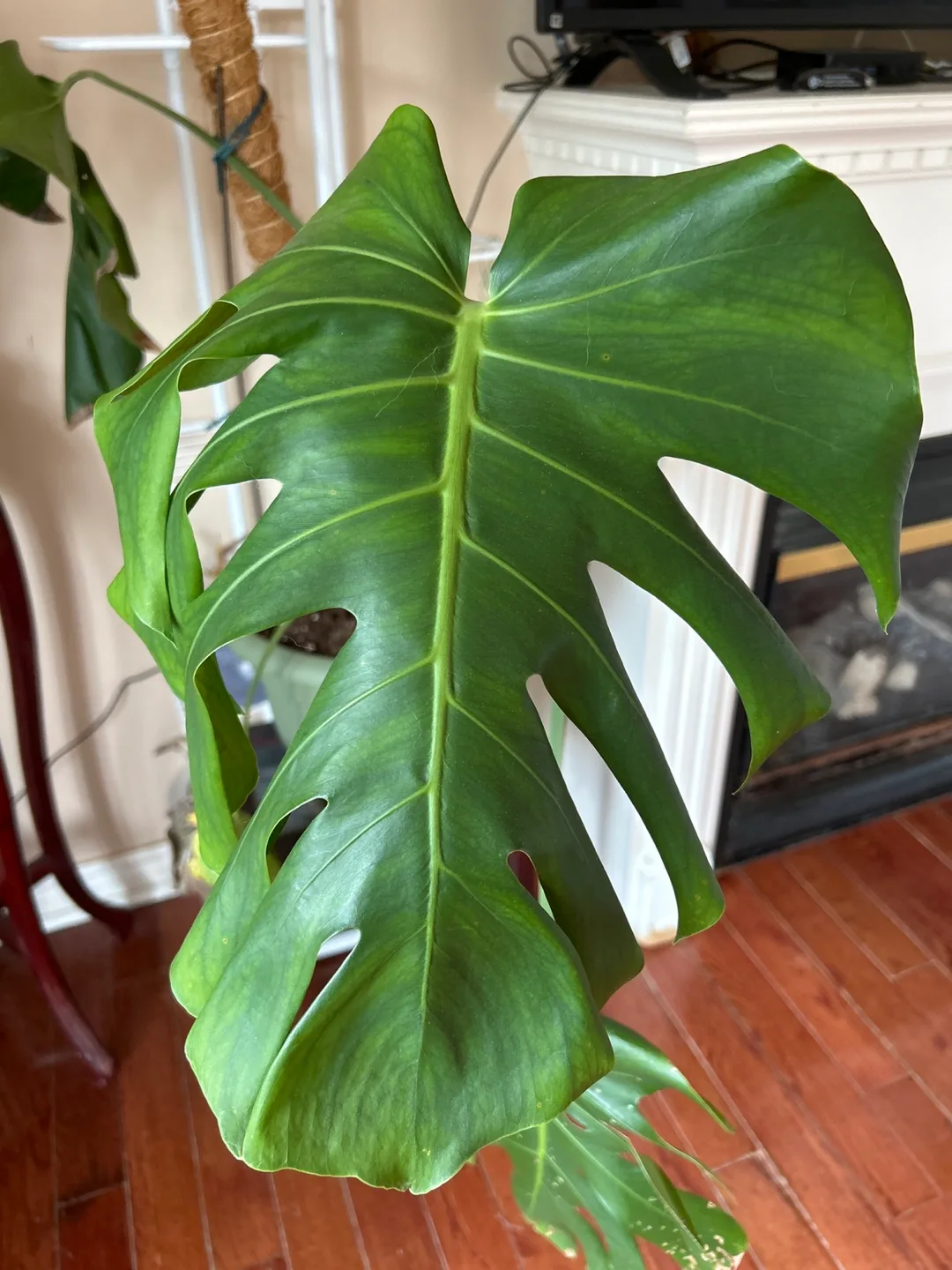Monstera Plant image indicator(2)