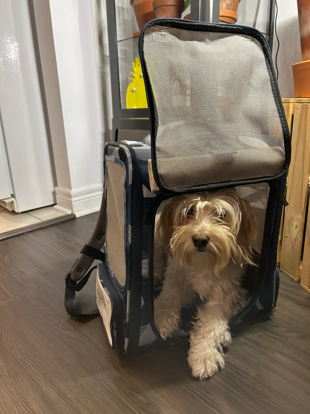 Pet Carrier thumbnail