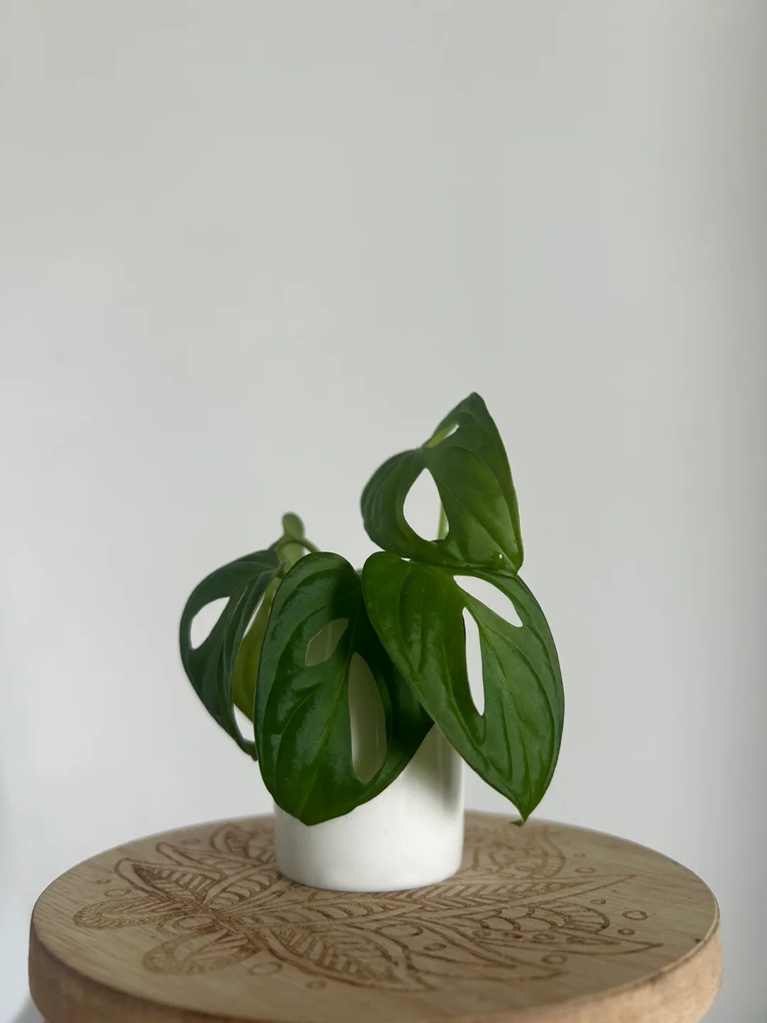 Monstera Adansonii Plant Cuttings (x5) image indicator(2)