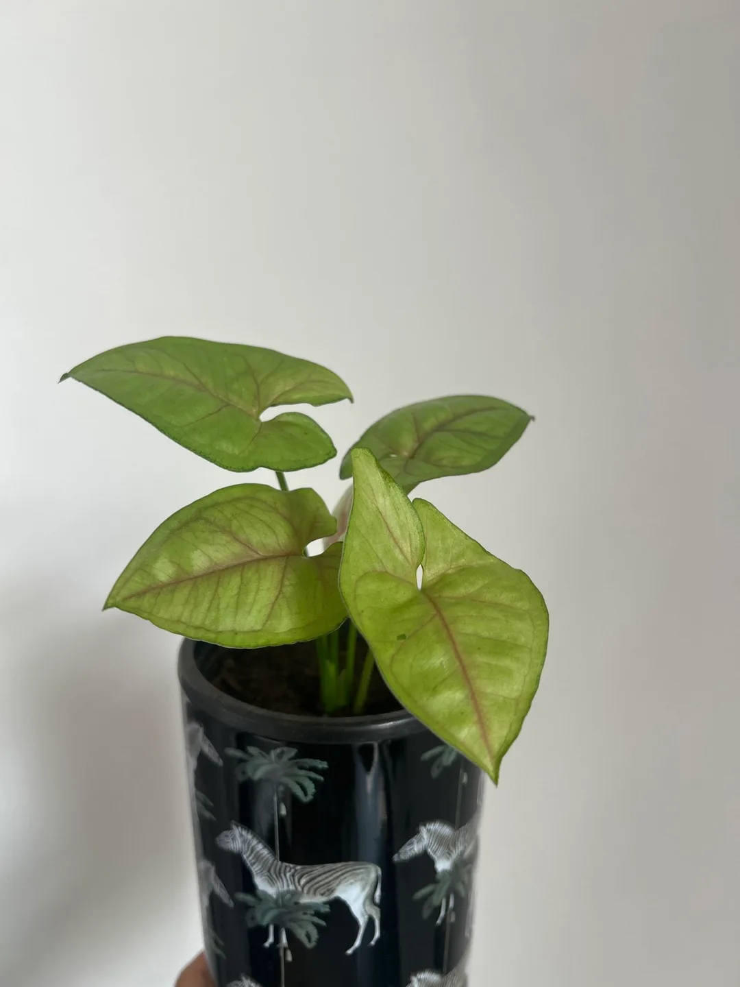 Arrowhead (Syngonium) Plant image indicator(2)