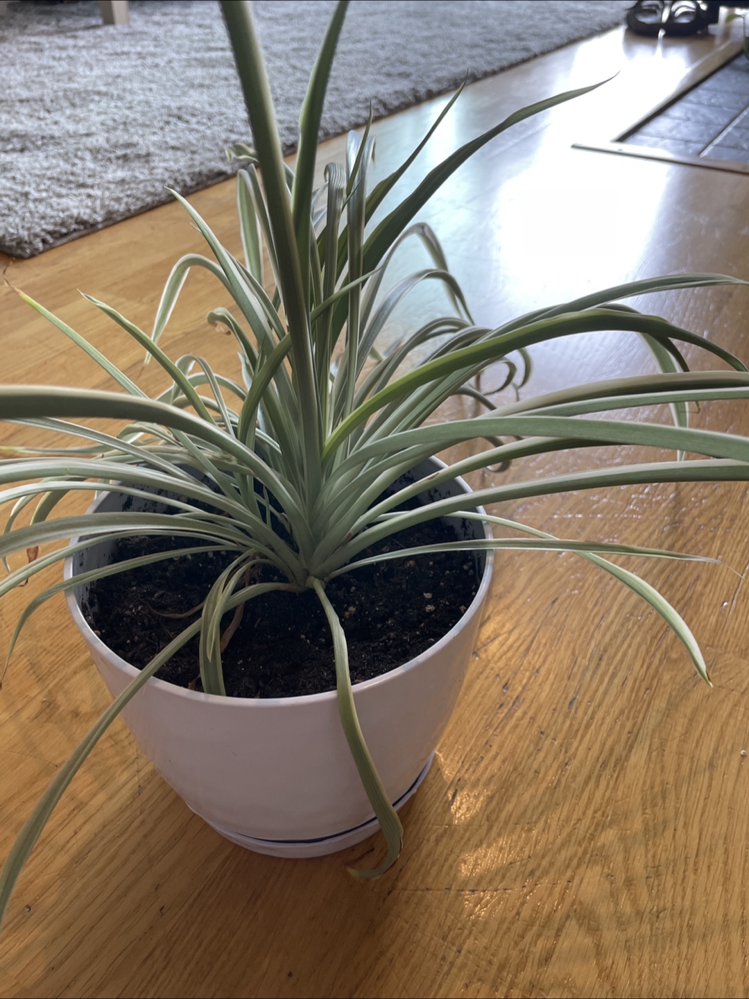 Spider Plant in White Pot 🧡 - photo 3