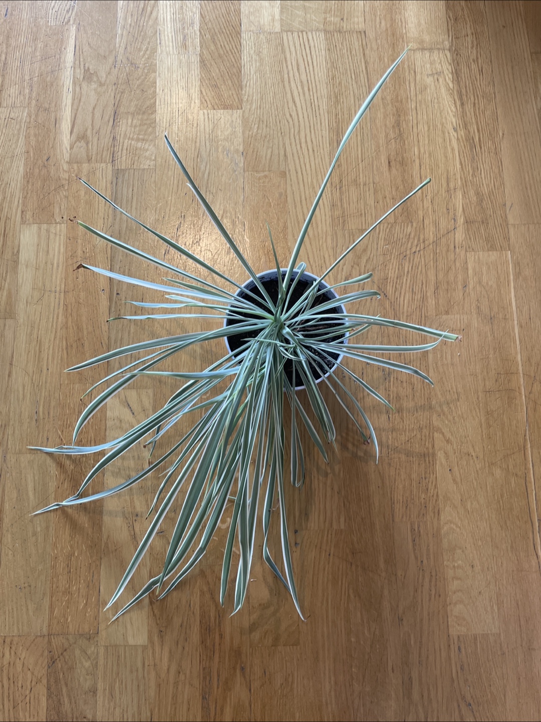 Spider Plant in White Pot 🧡