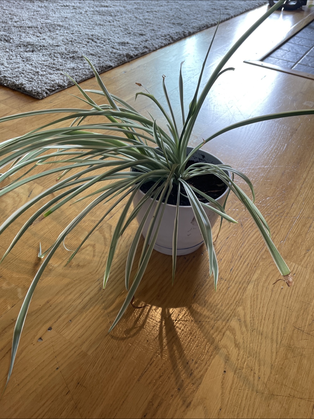 Spider Plant in White Pot 🧡 - photo 2