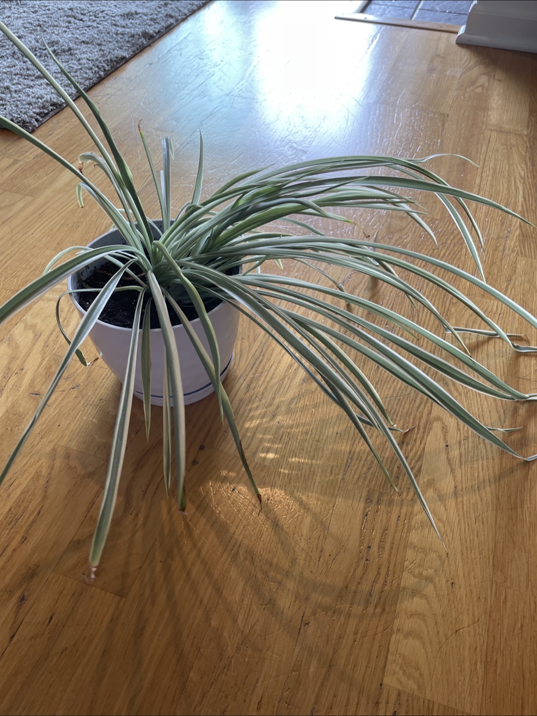 Spider Plant in White Pot 🧡 - photo 4