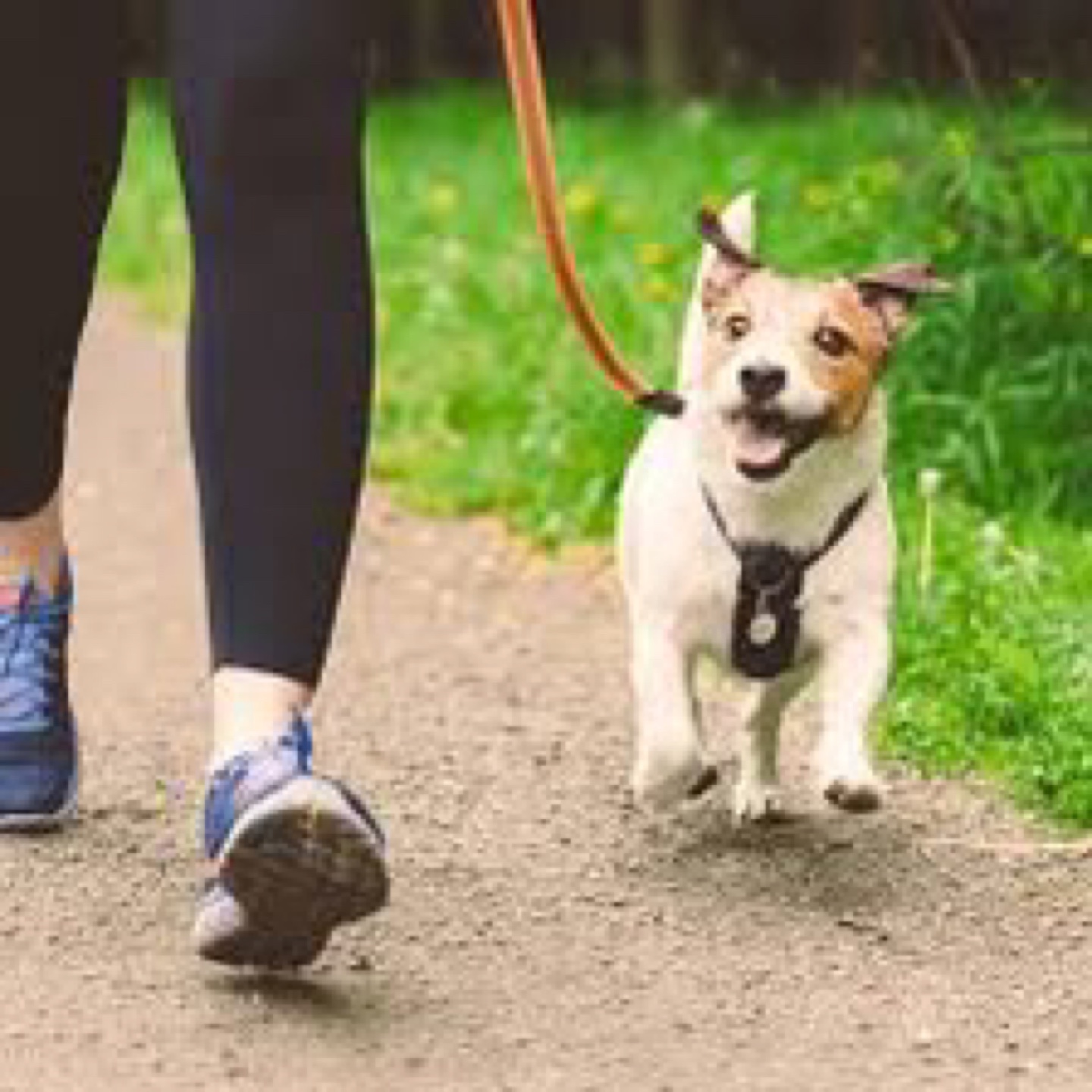 Cheap dog walking or watching
