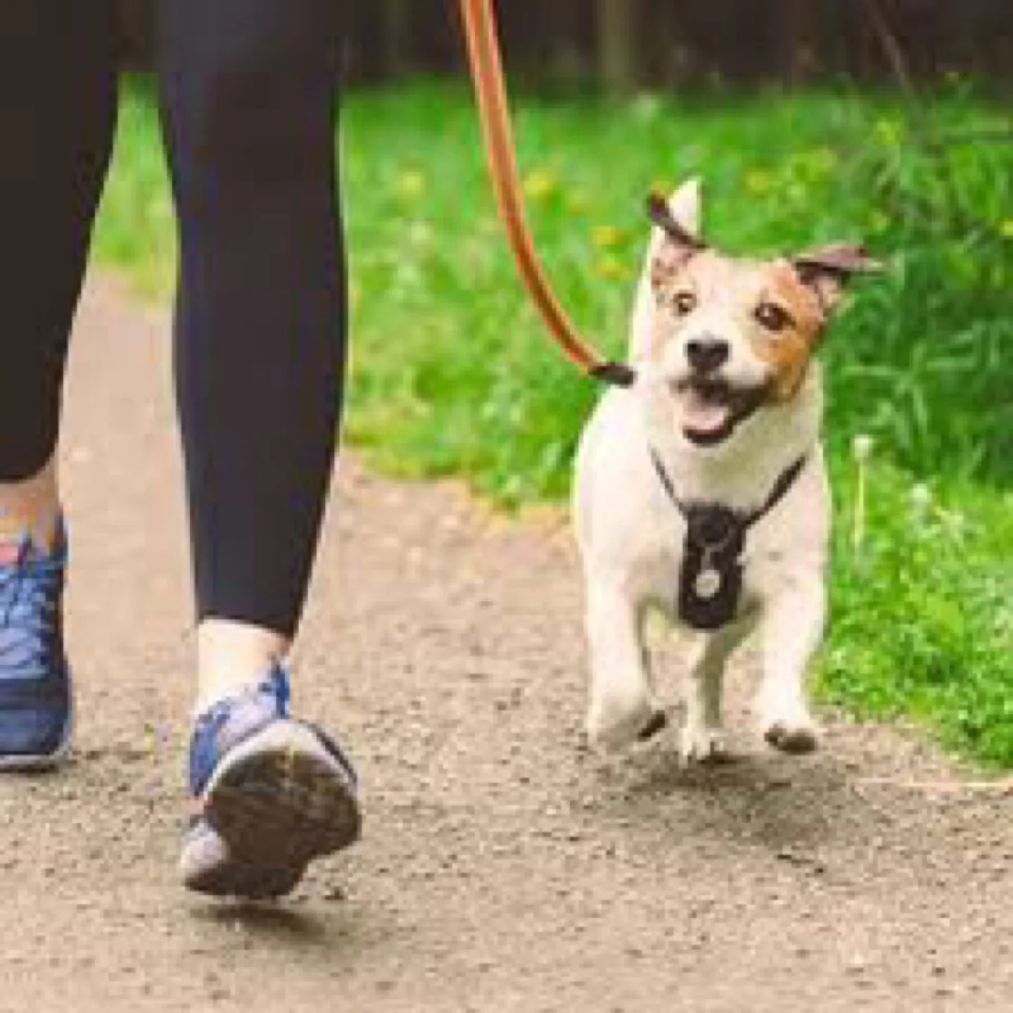 Cheap dog walking or watching thumbnail