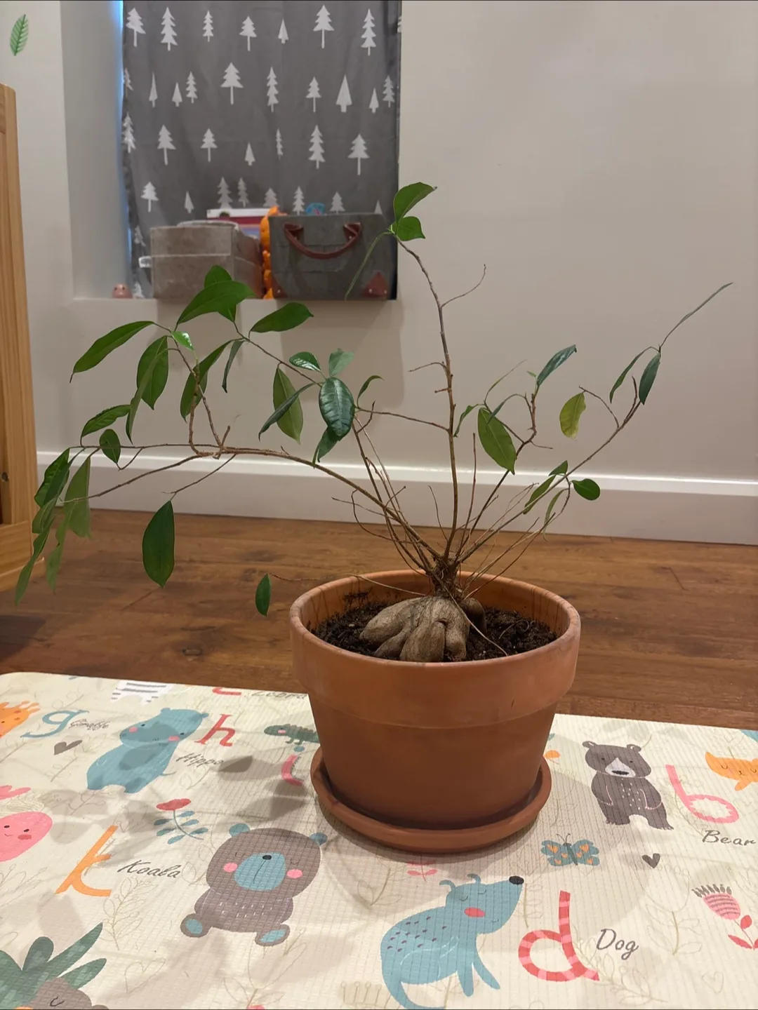 Hardy Ficus plant thumbnail
