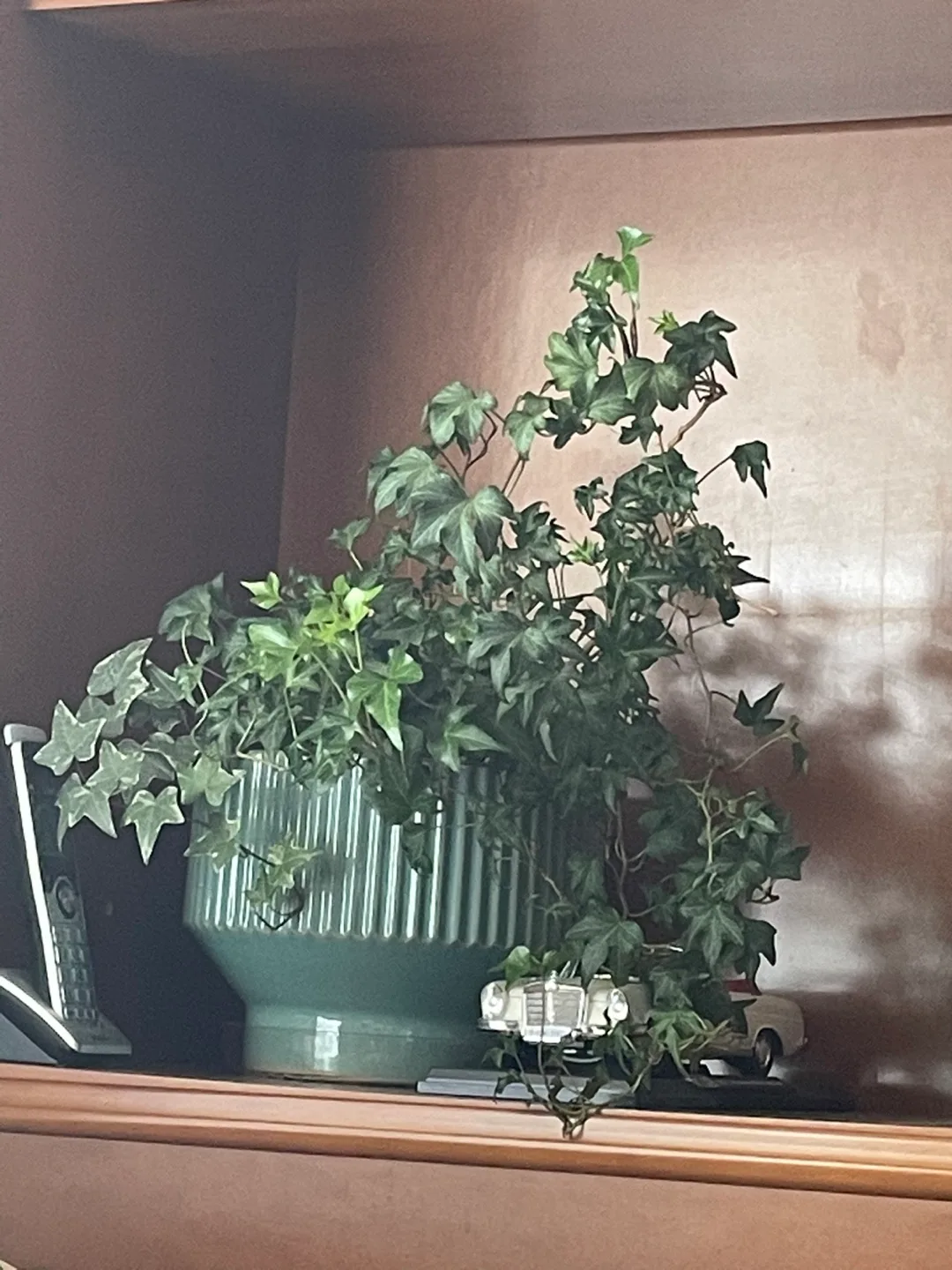 Potted English Ivy Plant thumbnail