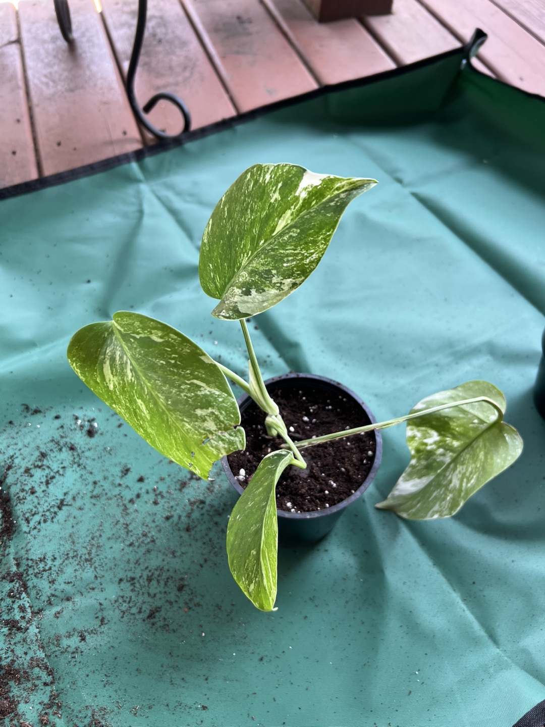 Variegated Monstera Borsigiana Albo Cutting, Rare Aroid potted