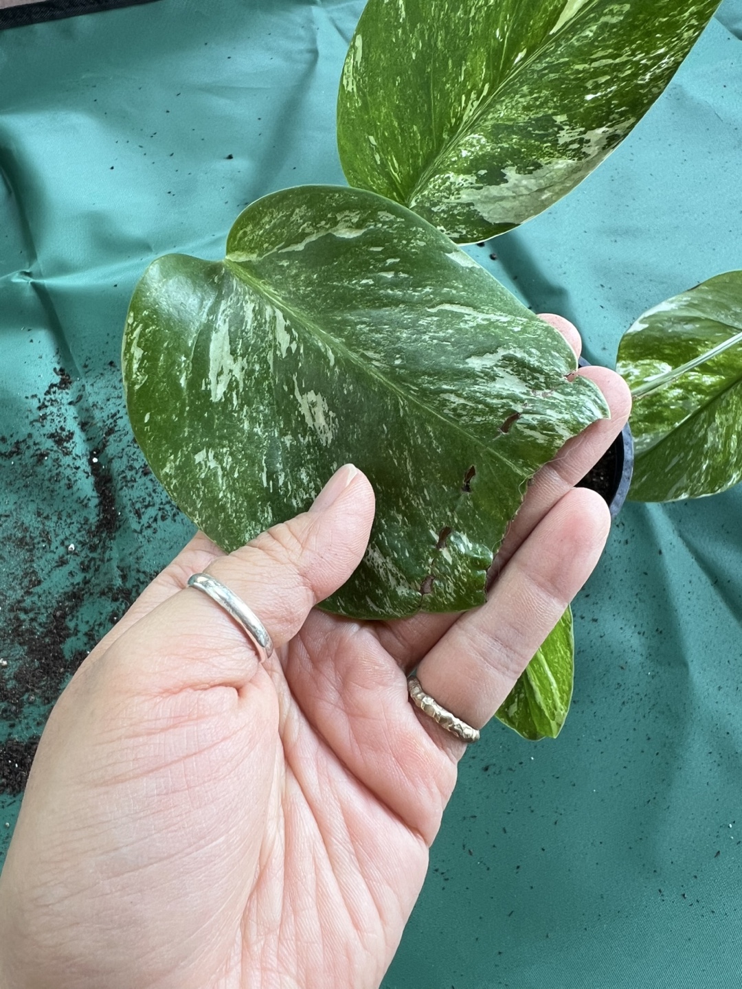 Variegated Monstera Borsigiana Albo Cutting, Rare Aroid potted - photo 3