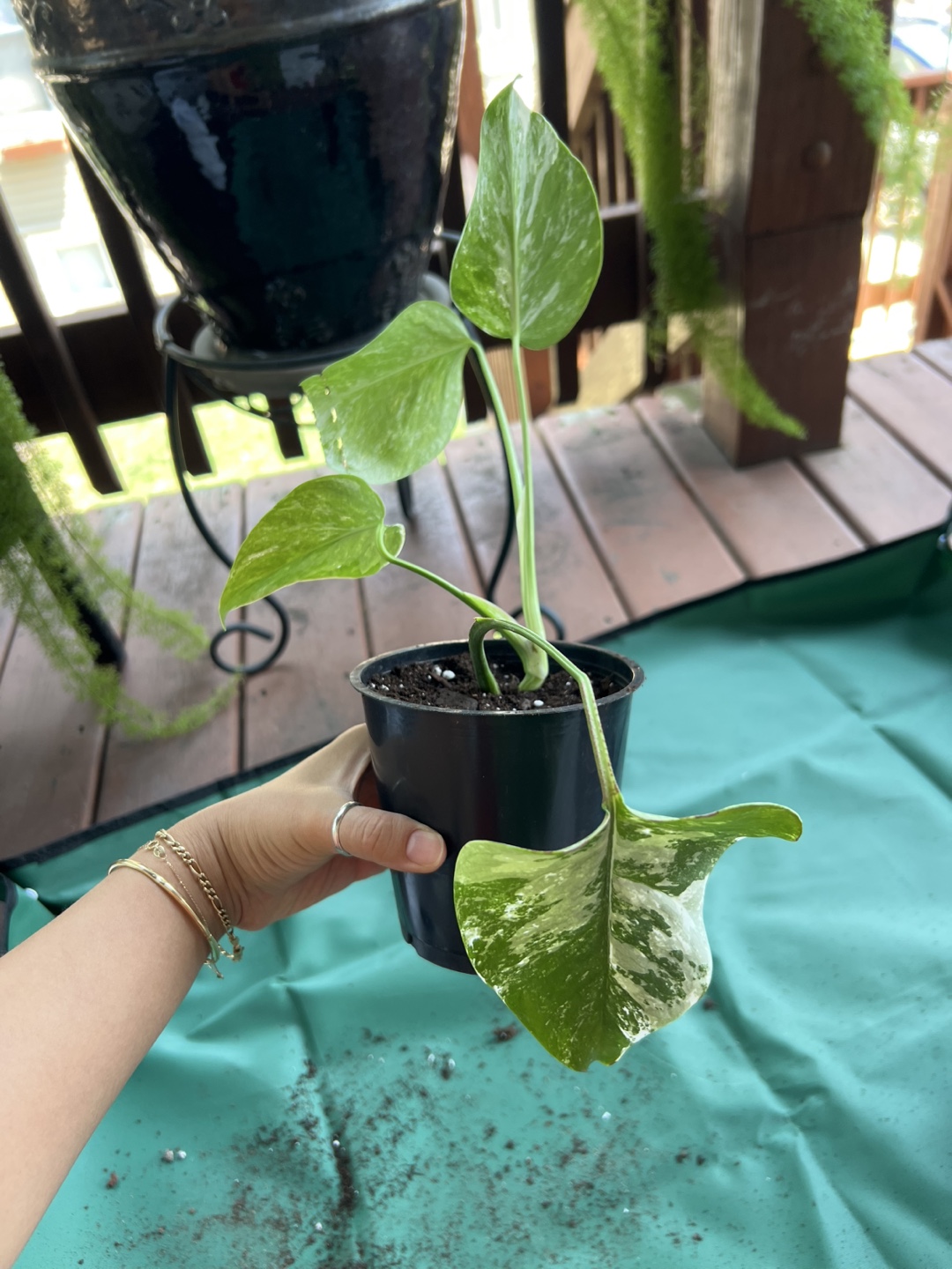 Variegated Monstera Borsigiana Albo Cutting, Rare Aroid potted - photo 2