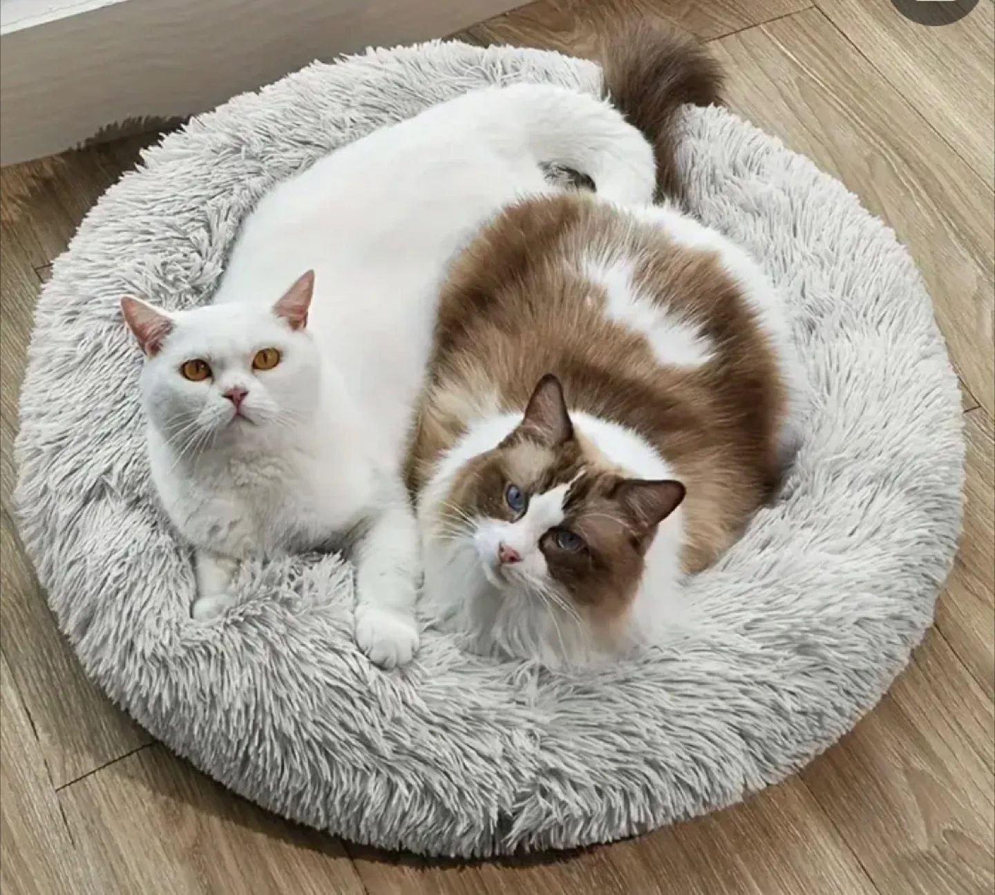 Grey Plush Pet Bed image indicator(2)