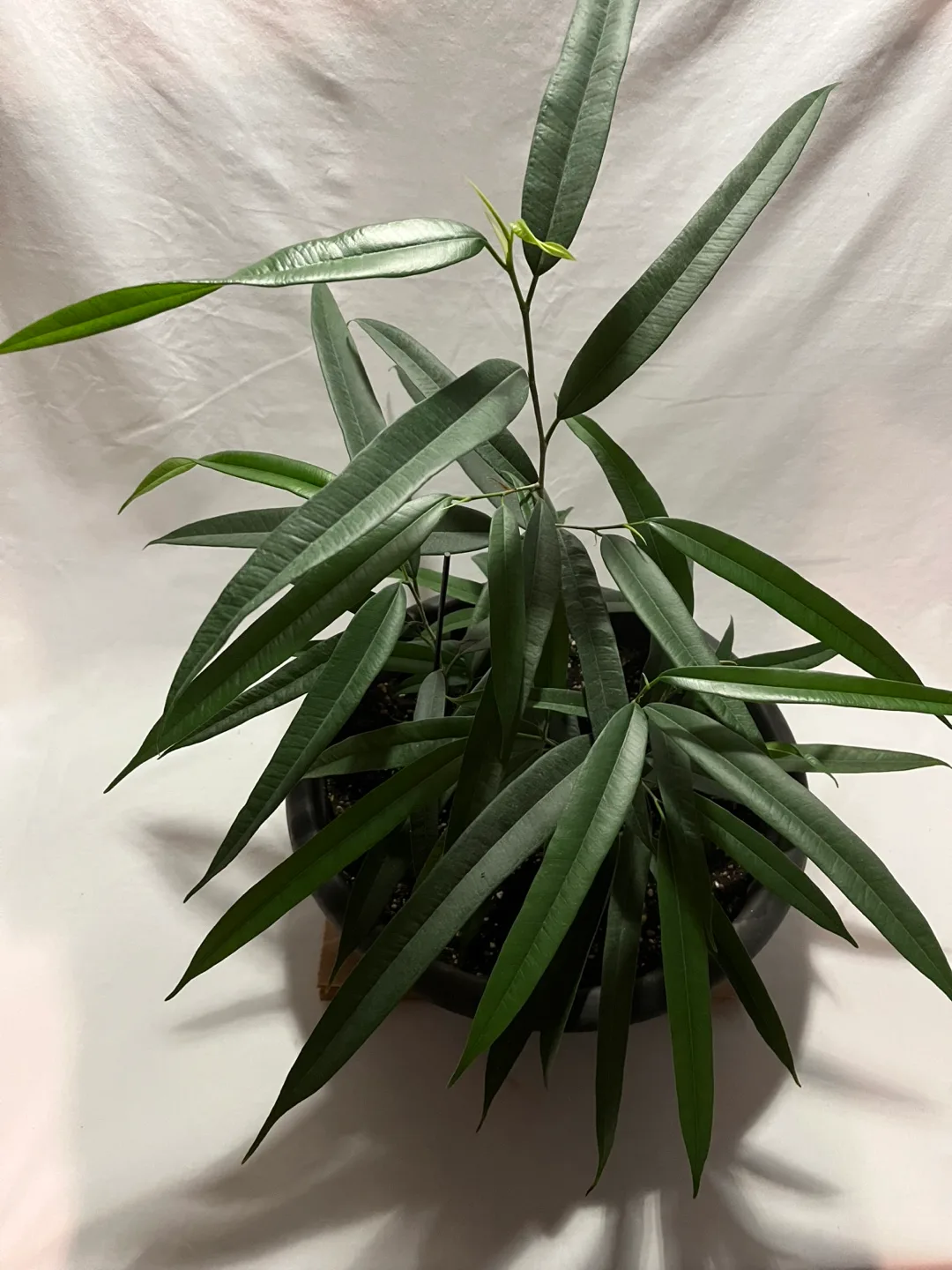 Ficus Alii Plant image indicator(3)