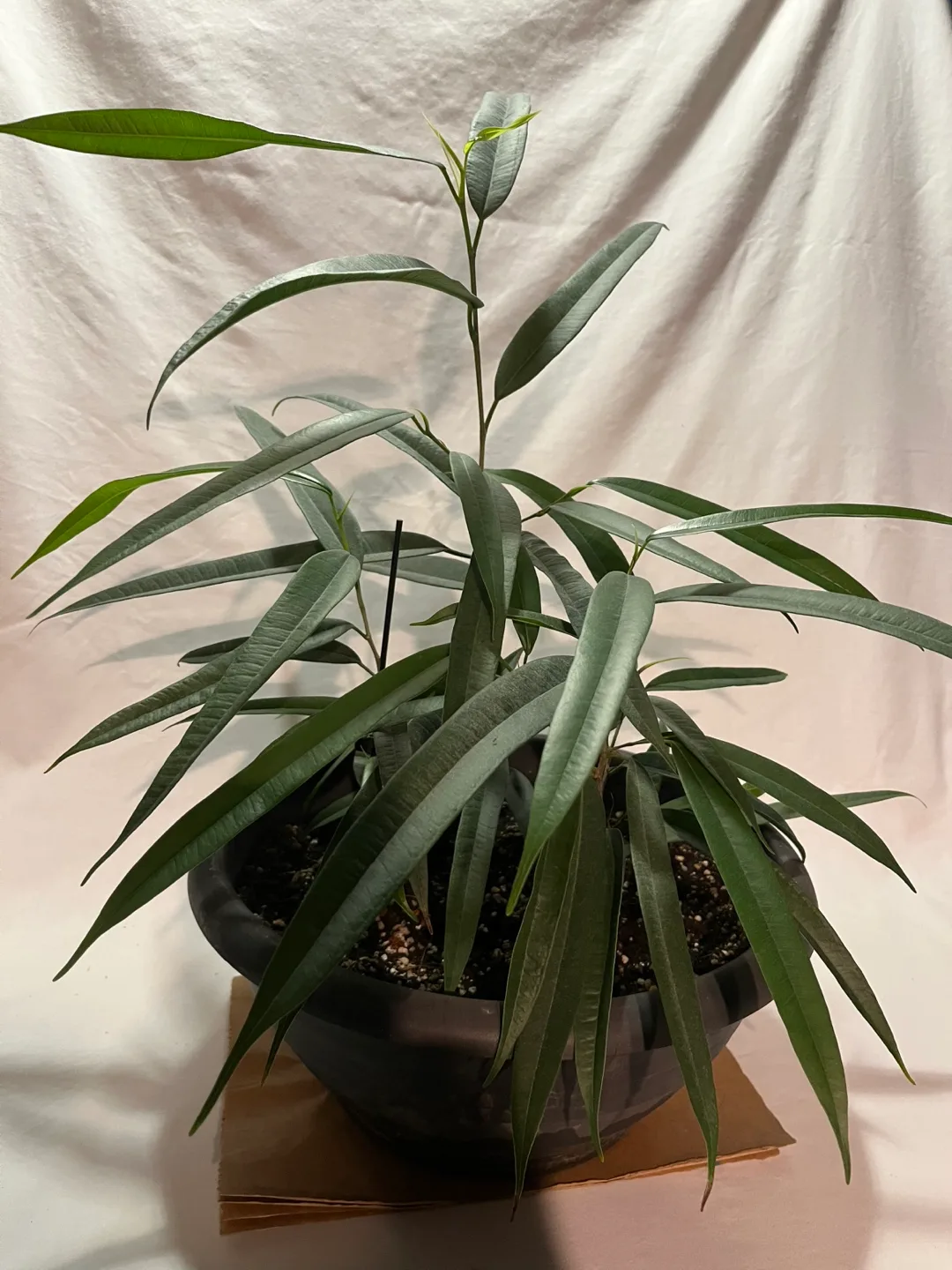 Ficus Alii Plant image indicator(2)