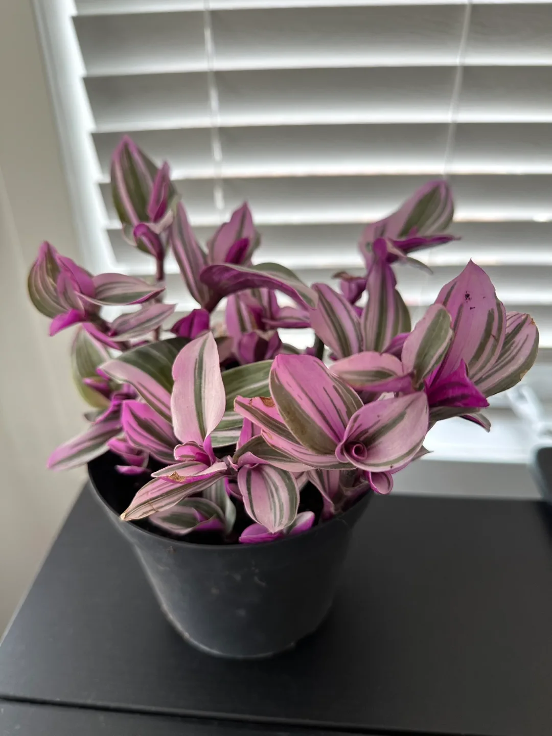Tradescantia Plant thumbnail