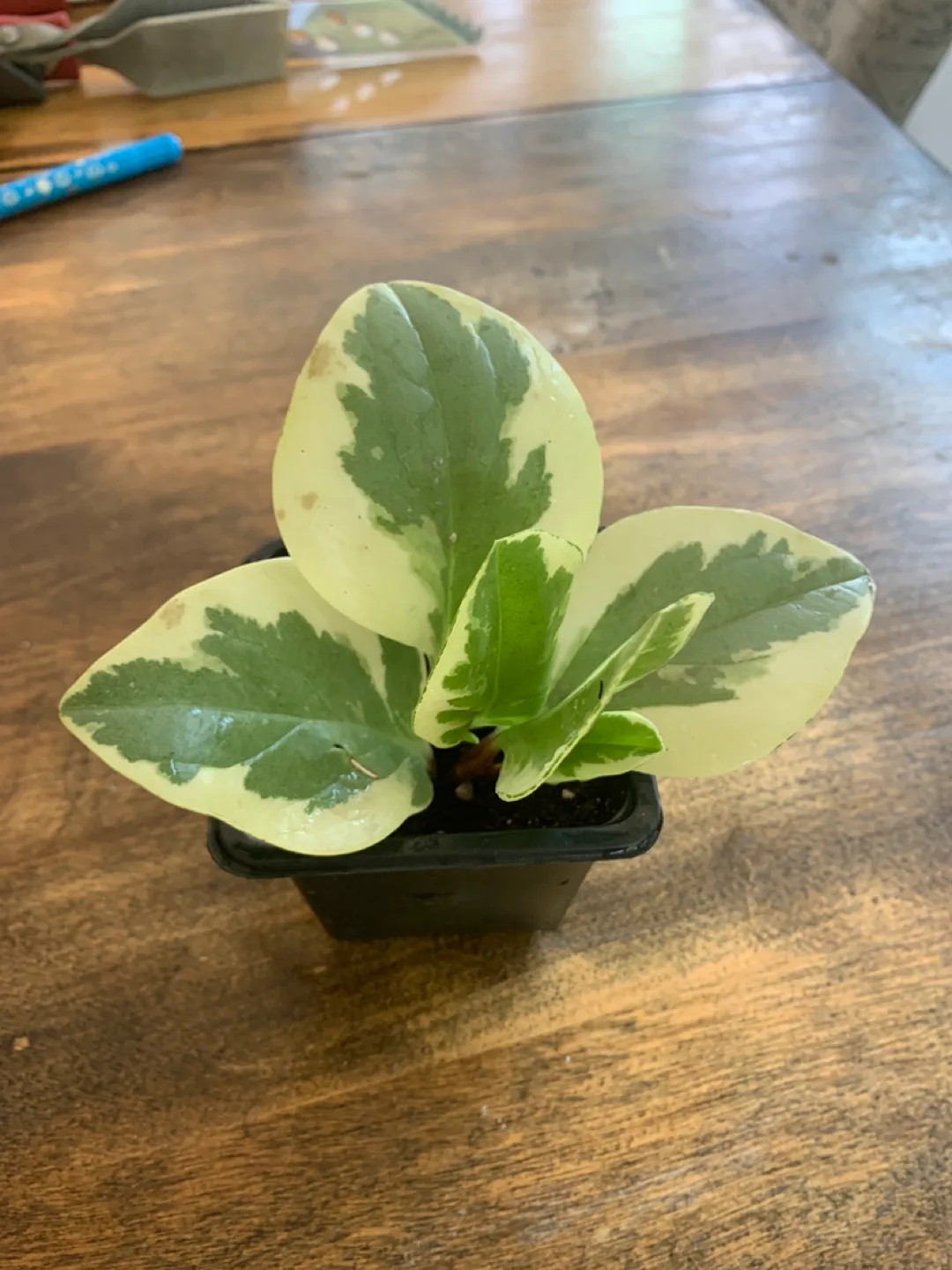 Variegated Peperomia Obtusifolia Plant thumbnail