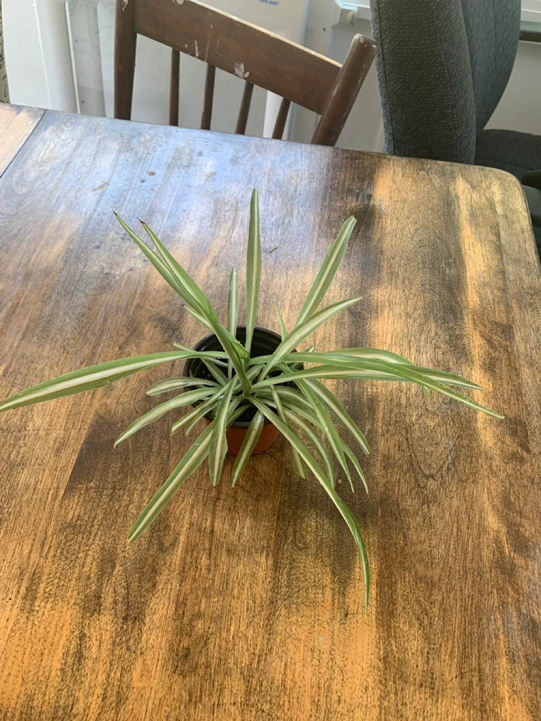 Variegated Spider Plant thumbnail