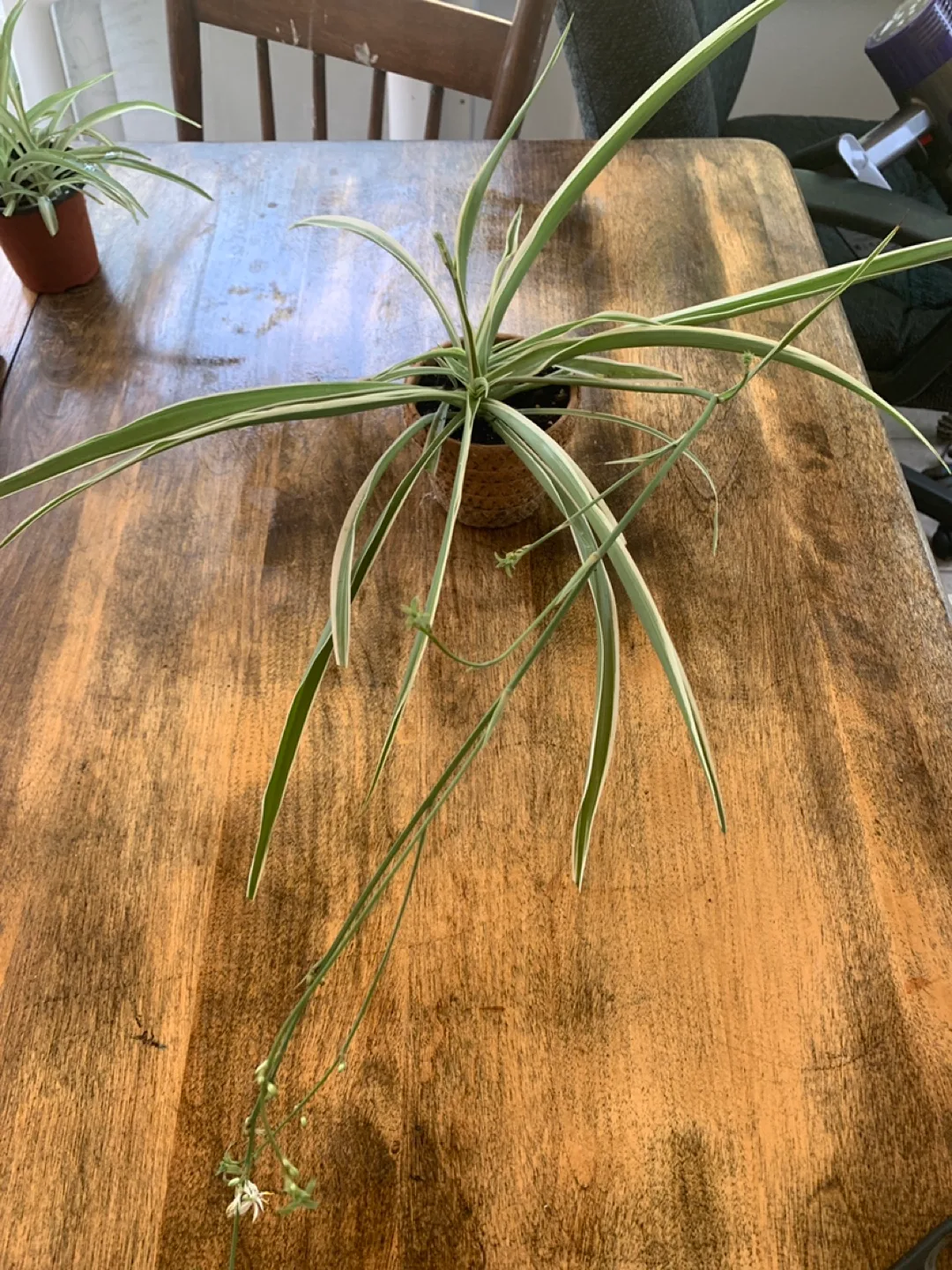 Spider Plant in Pot thumbnail