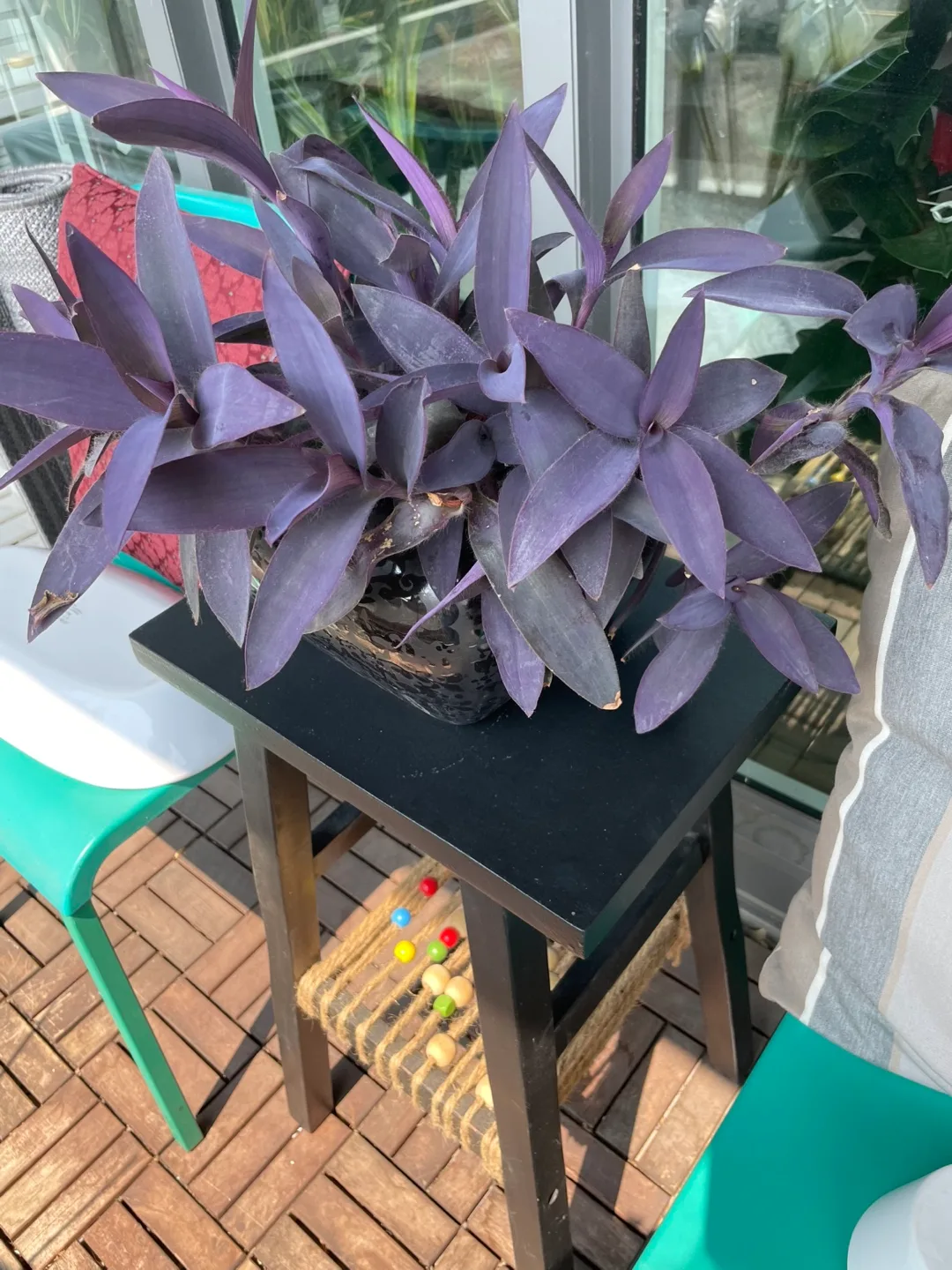 Purple Heart Plant thumbnail
