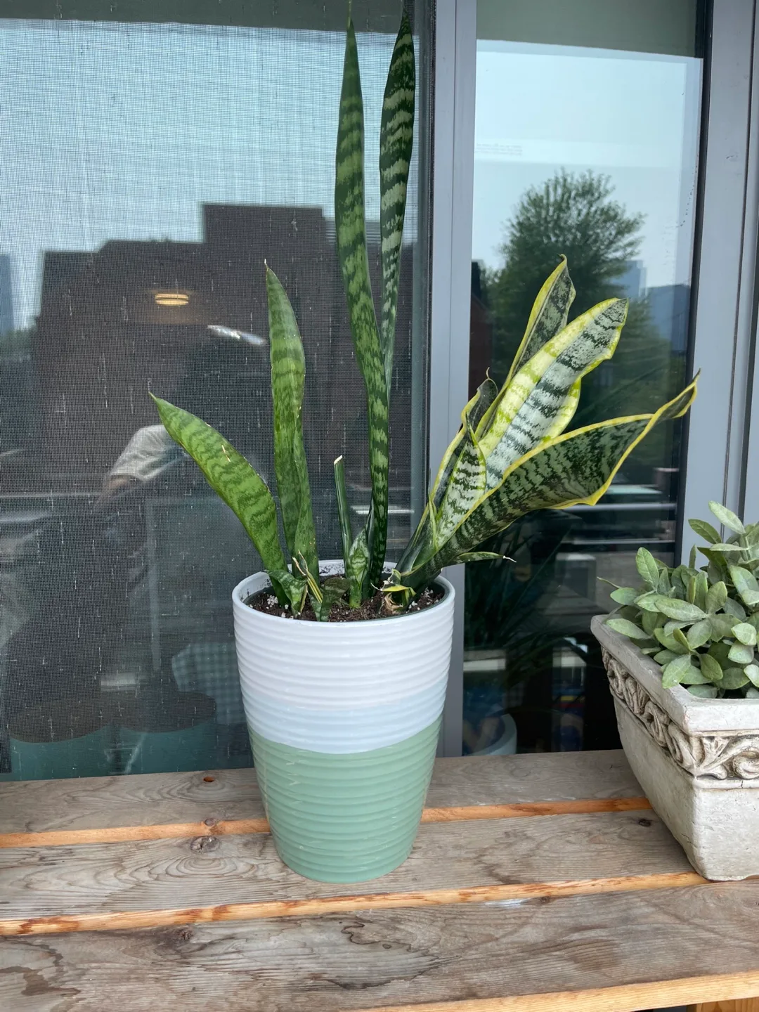 Snake Plant in Two-Tone Pot thumbnail