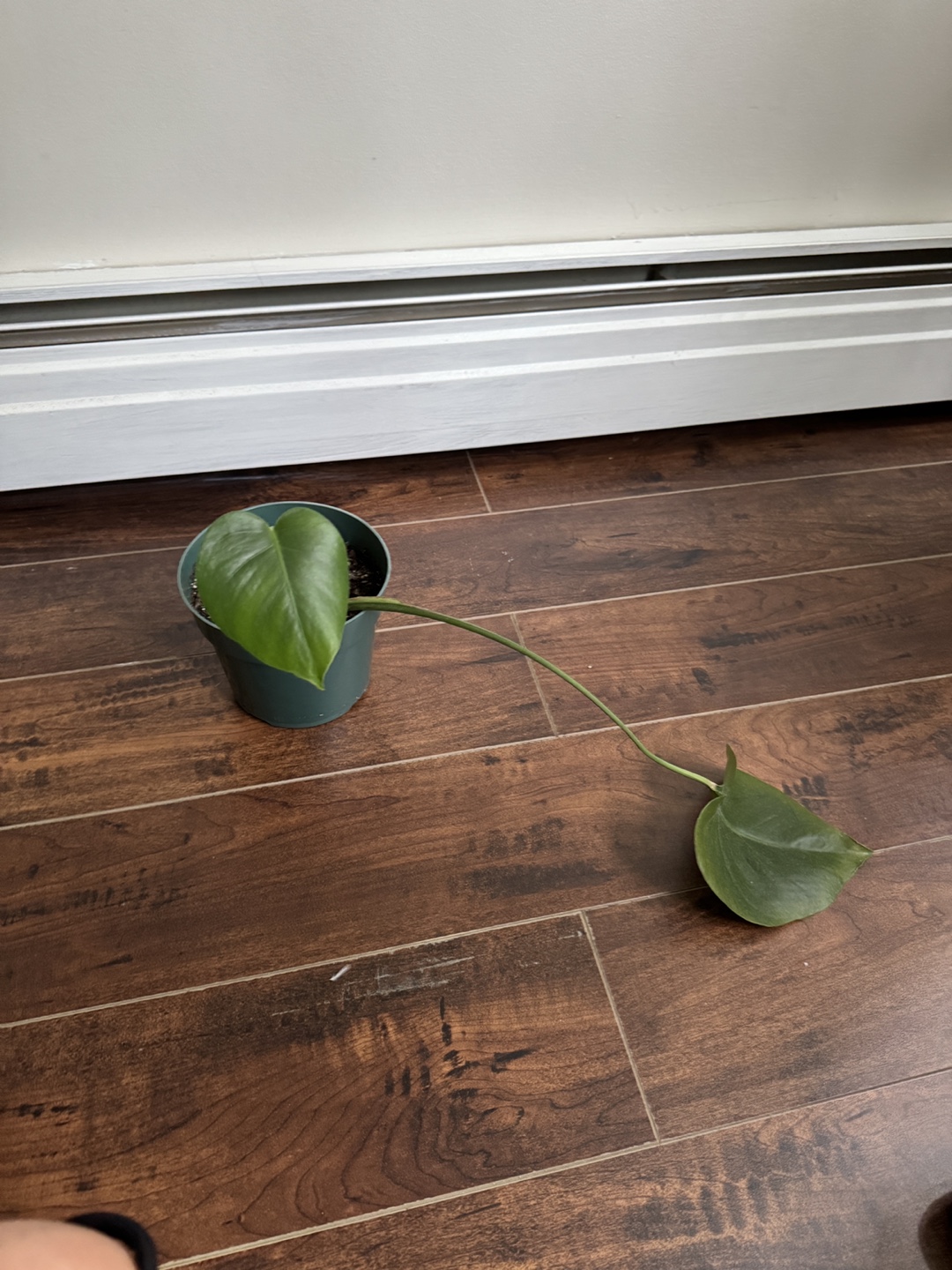 Monstera cuttings in pots