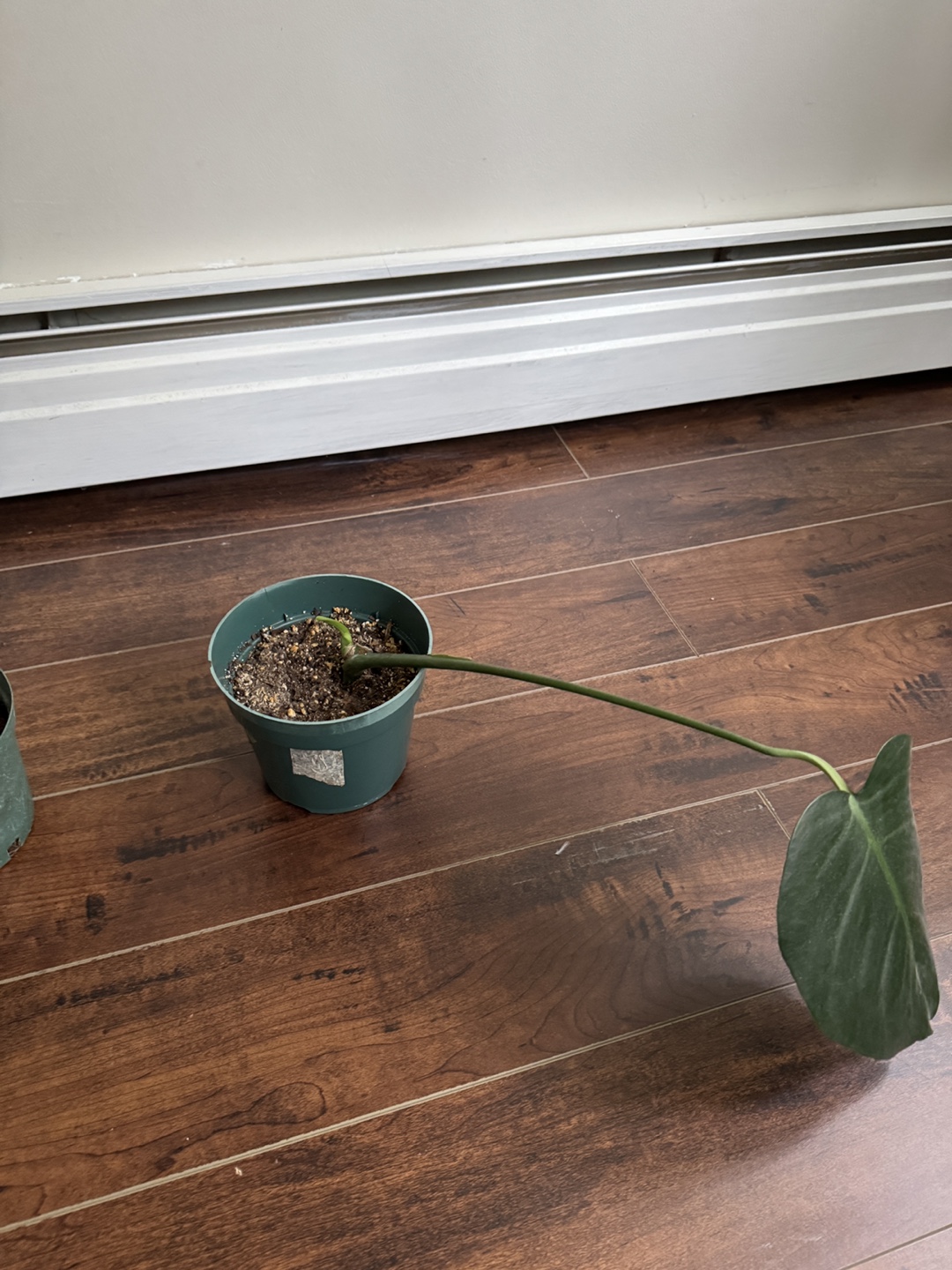 Monstera cuttings in pots - photo 2