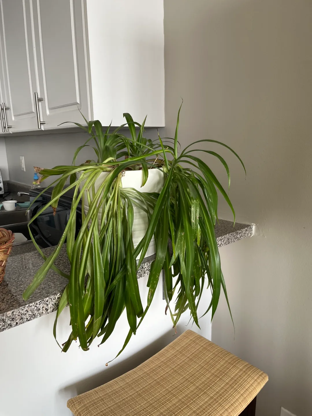 Spider Mother Plant - Large image indicator(2)