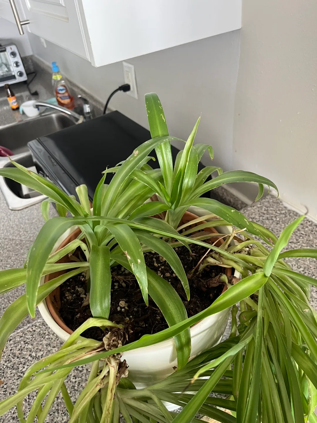 Spider Mother Plant - Large image indicator(3)