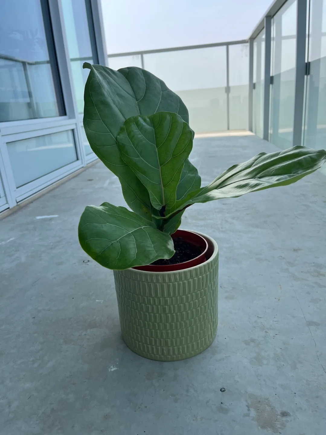 Fiddle Leaf Fig (Hybrid Setup)