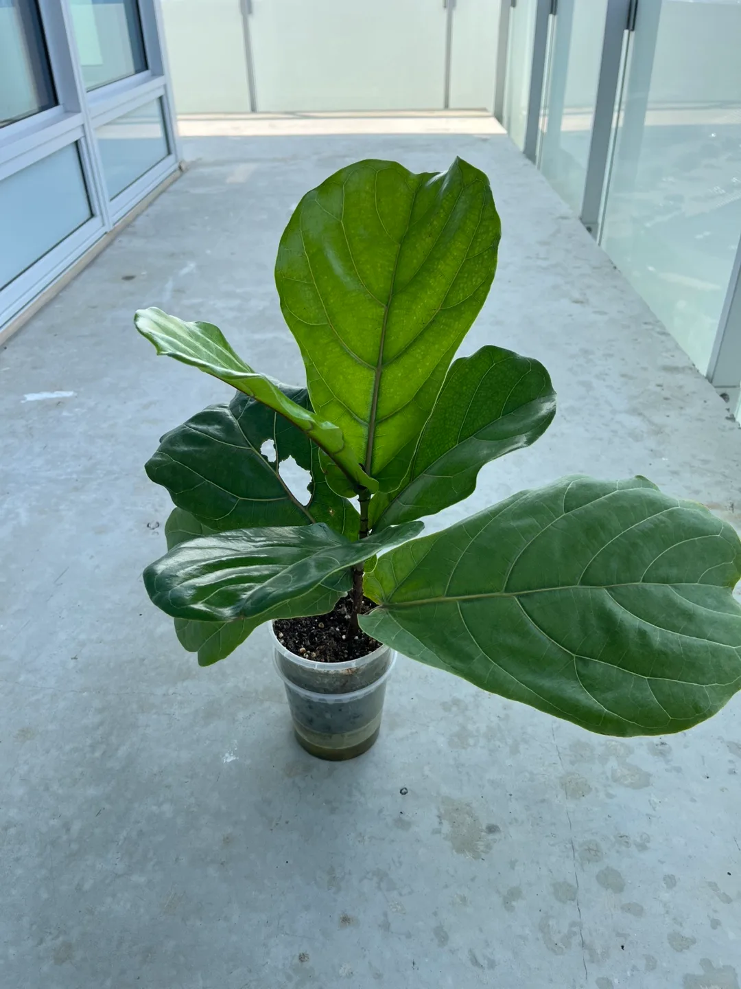 Fiddle Leaf Fig (Hybrid Setup)