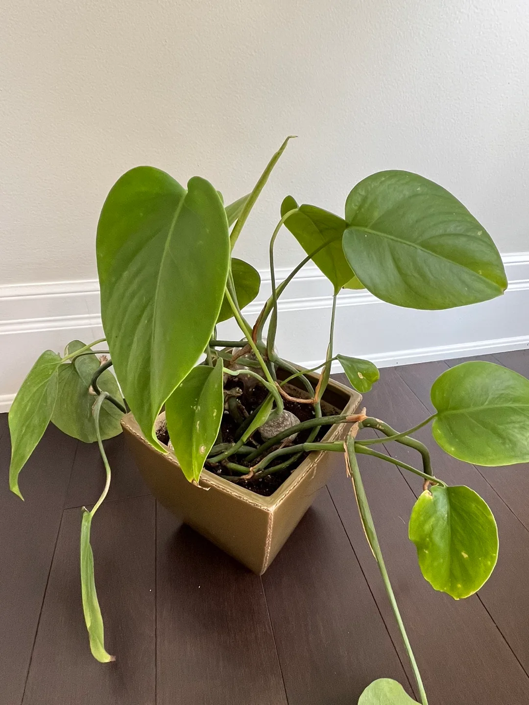 Healthy Monstera plant in ceramic square pot thumbnail