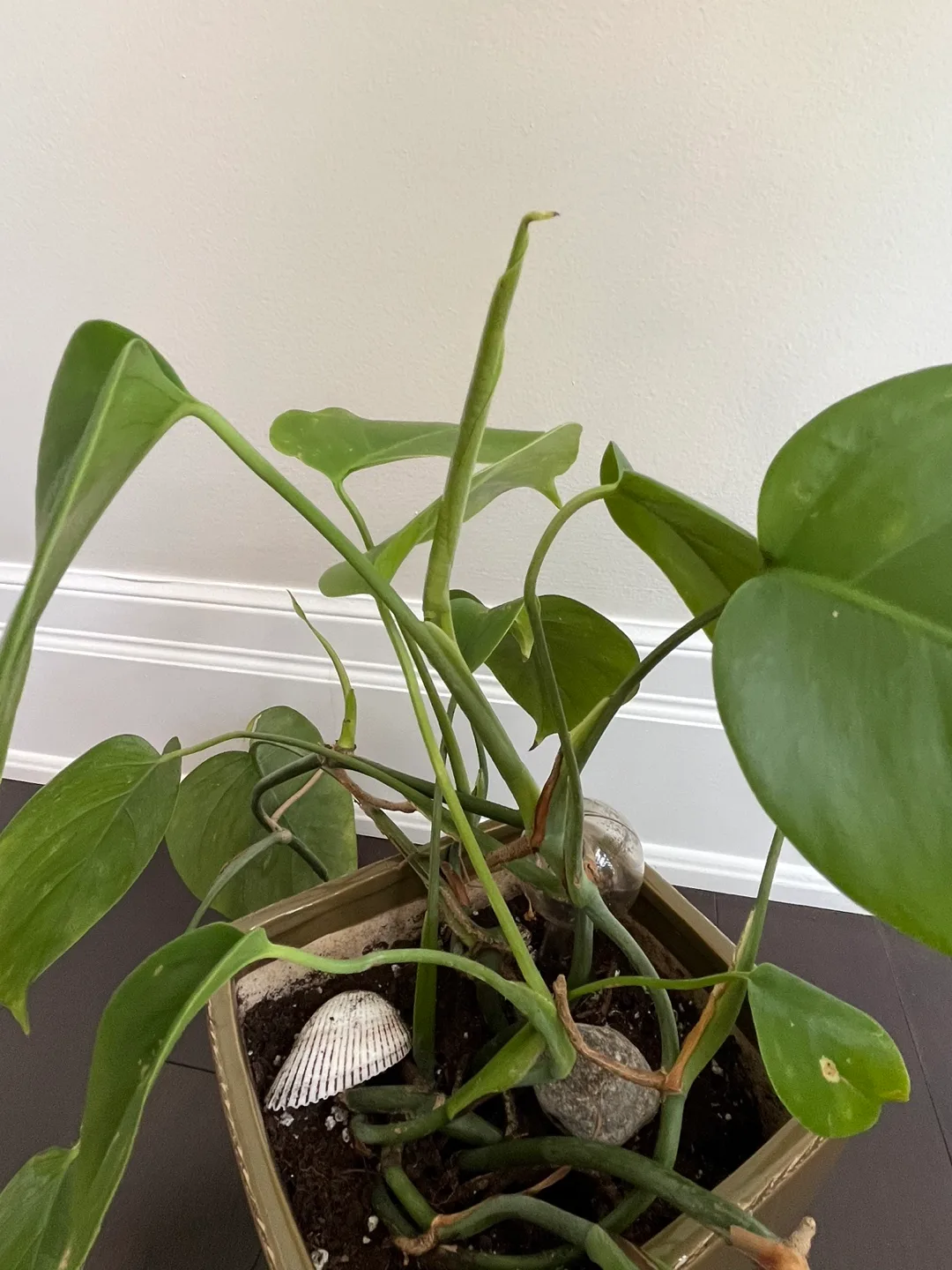 Healthy Monstera plant in ceramic square pot image indicator(4)