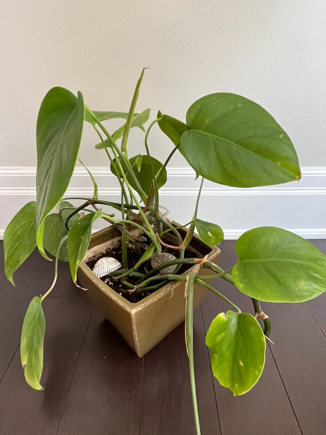 Healthy Monstera plant in ceramic square pot image indicator(2)