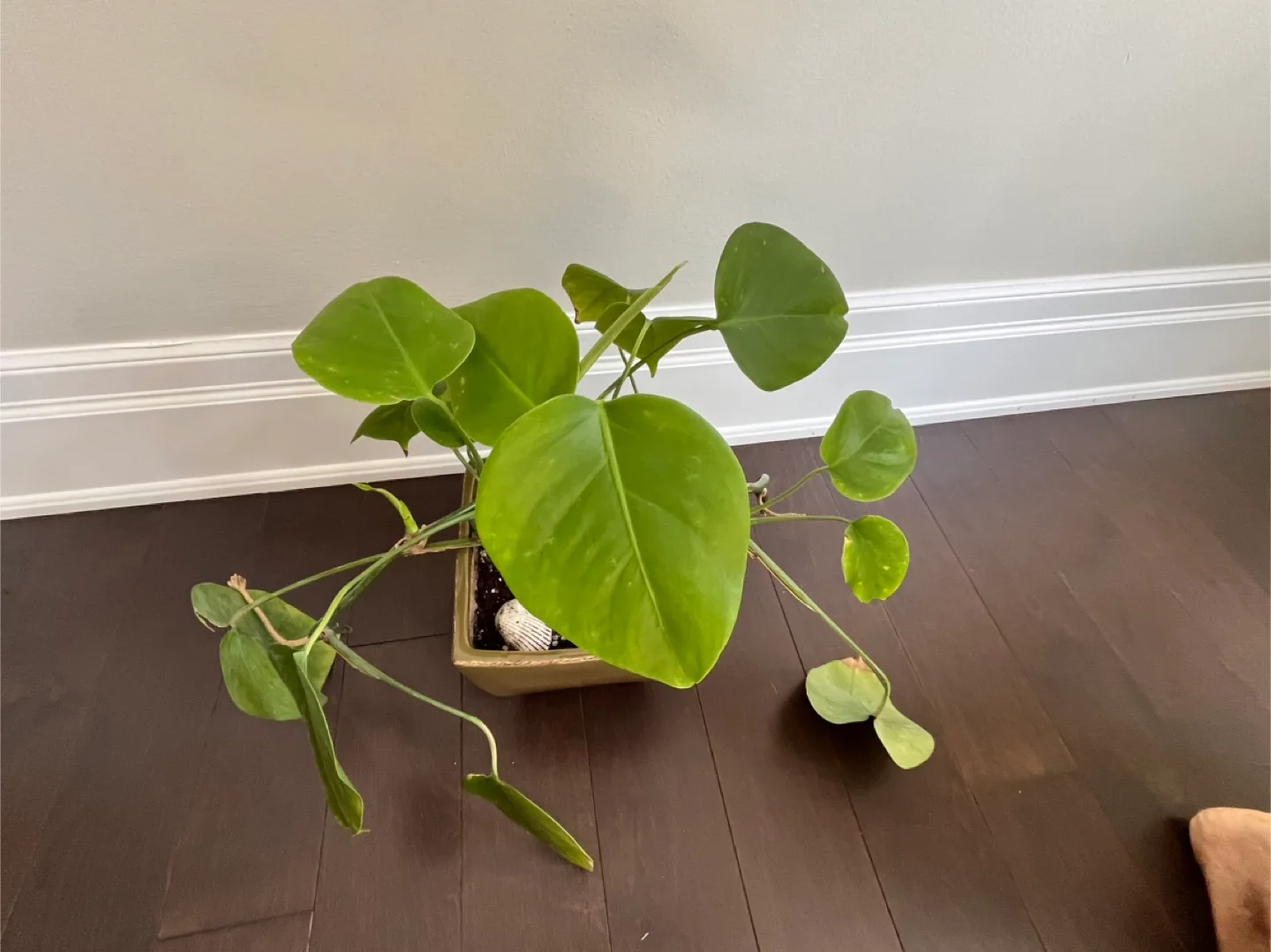 Healthy Monstera plant in ceramic square pot image indicator(3)