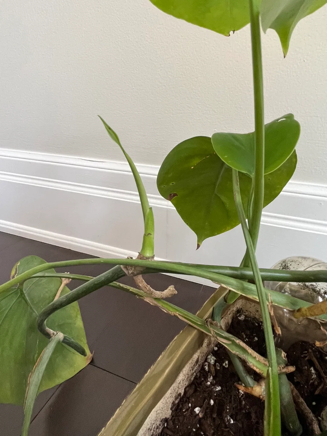 Healthy Monstera plant in ceramic square pot image indicator(5)