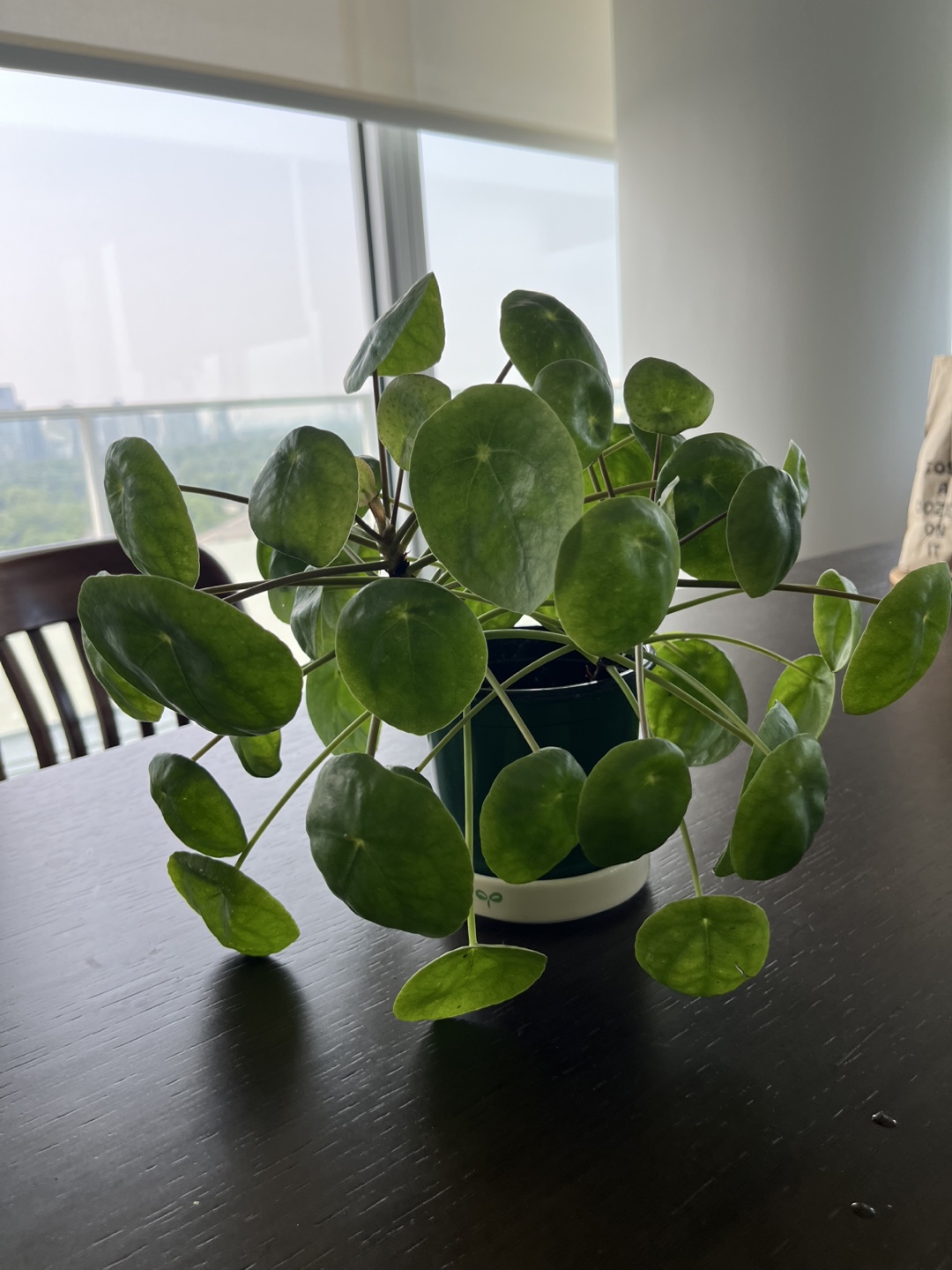 Healthy Pilea / Chinese Money Plant - photo 4