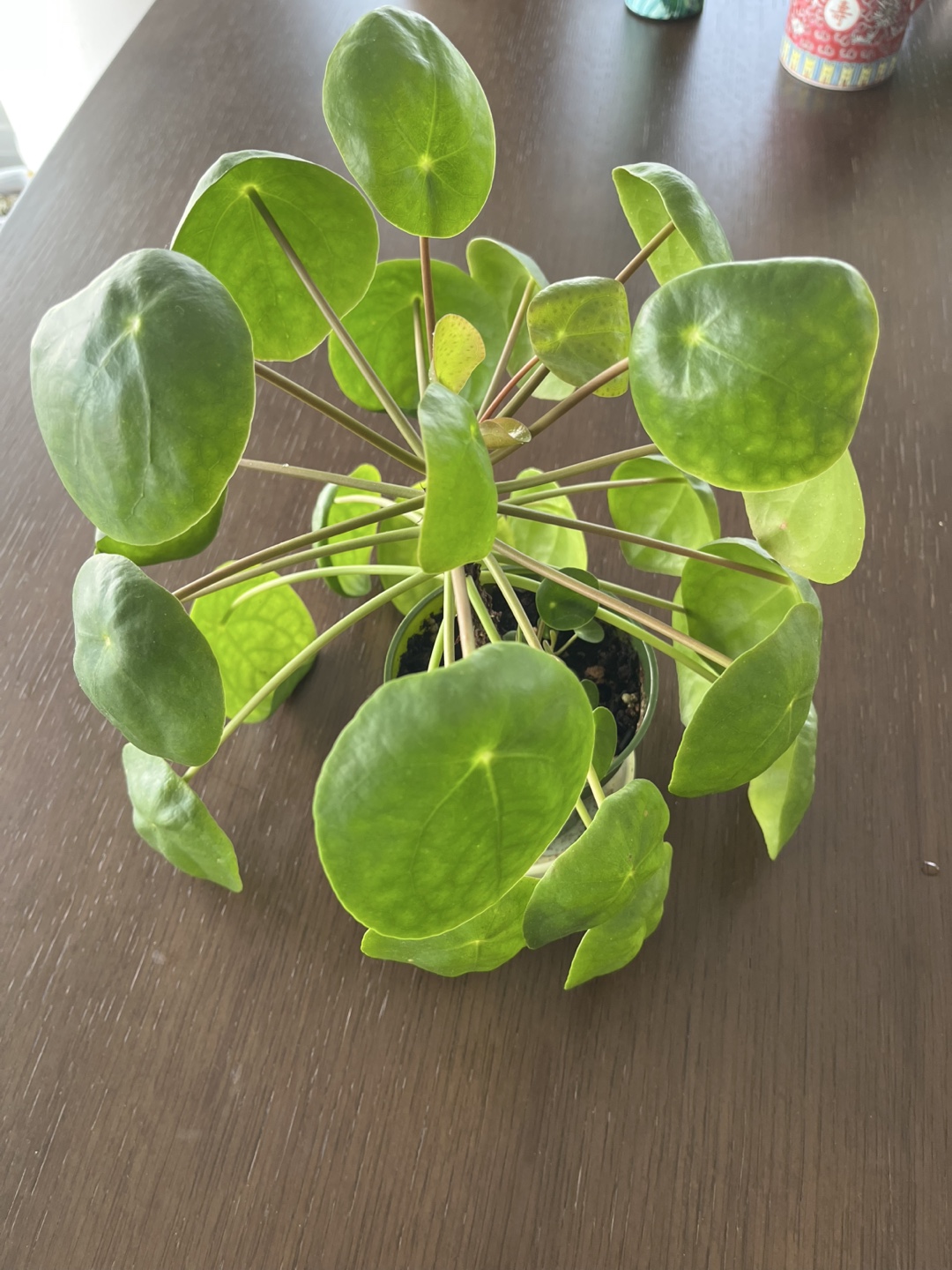 Healthy Pilea / Chinese Money Plant - photo 3