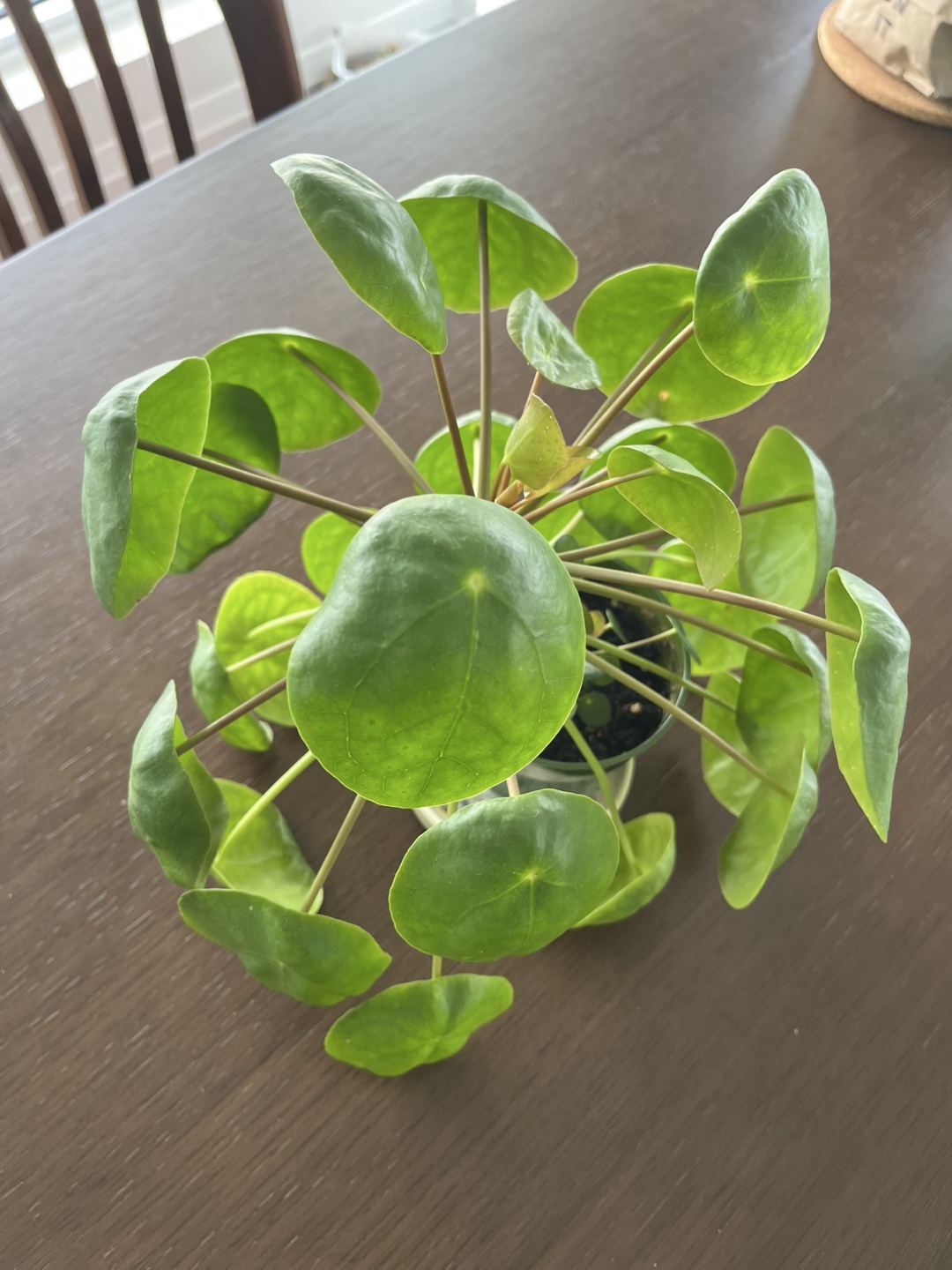 Healthy Pilea / Chinese Money Plant