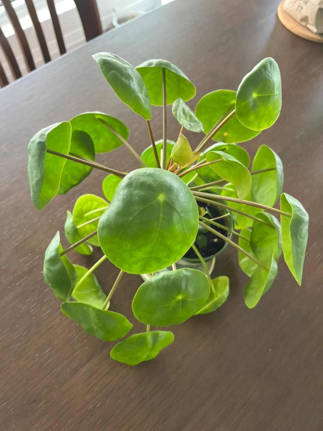 Healthy Pilea / Chinese Money Plant