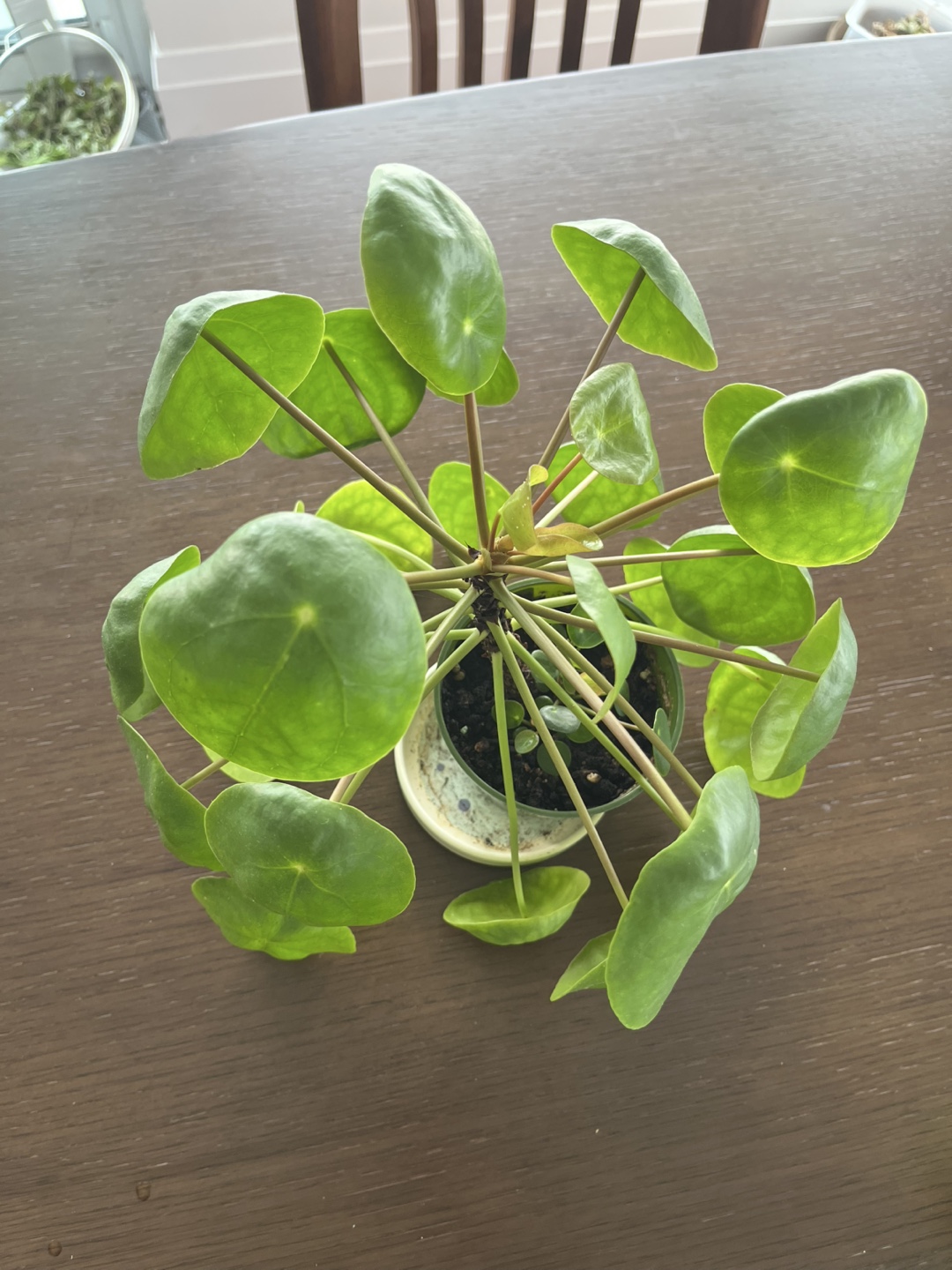 Healthy Pilea / Chinese Money Plant - photo 2