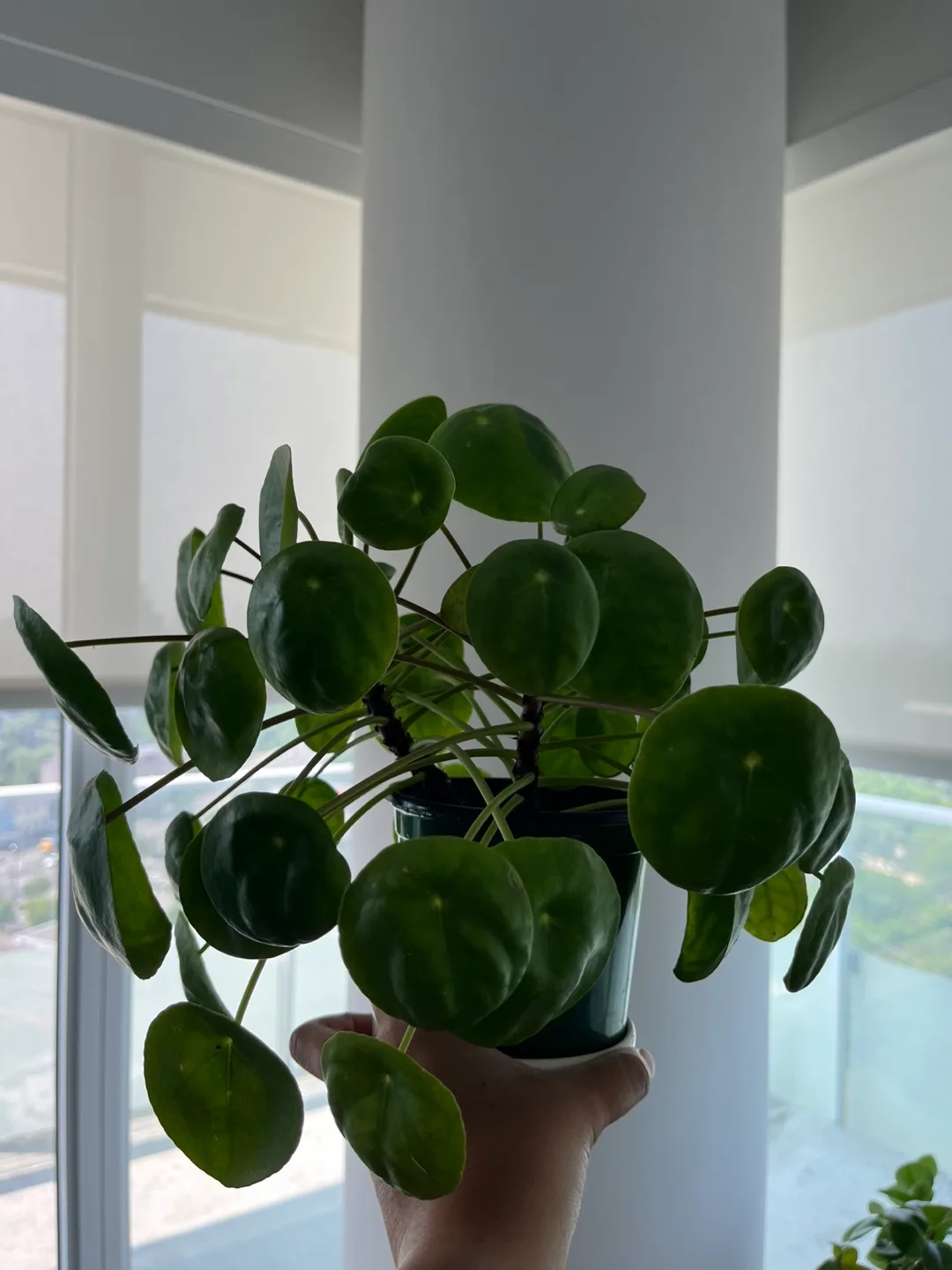 Healthy Pilea plant (2 in 1) for sale