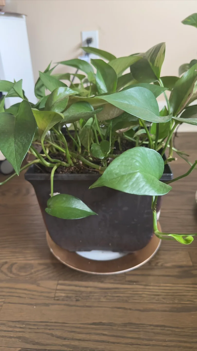 Potted Pothos Plant thumbnail