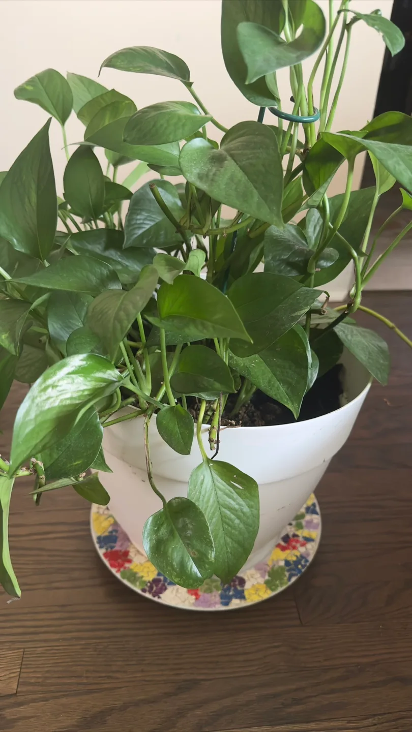Potted Pothos Plant thumbnail
